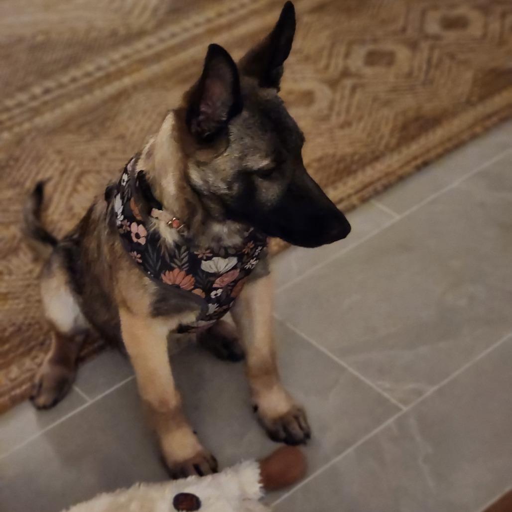 Sophie, a Adoptable mixed breed in Lenoir, NC image 5/6