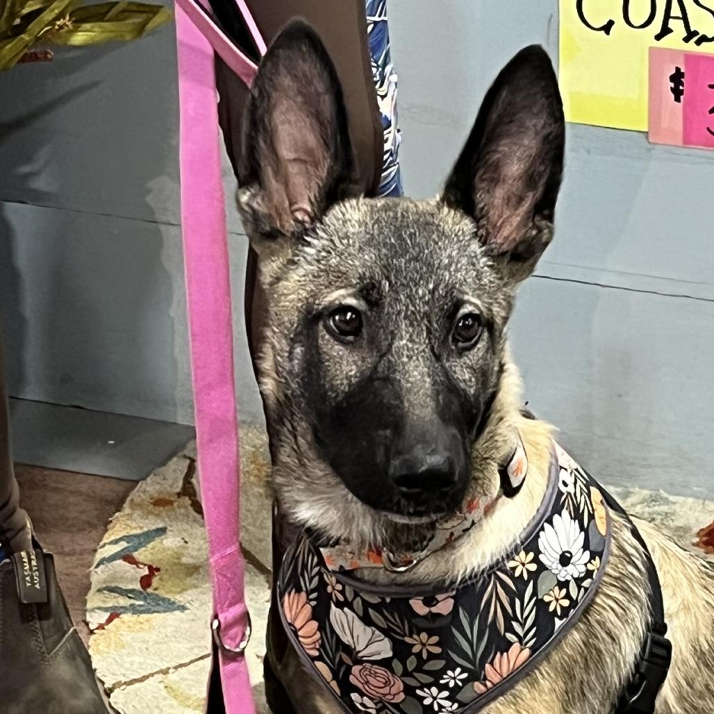 Sophie, a Adoptable mixed breed in Lenoir, NC image 6/6