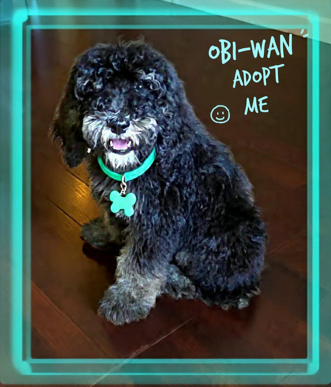 Obi-Wan, a ADOPTABLE Poodle in Grove, OK image 3/4