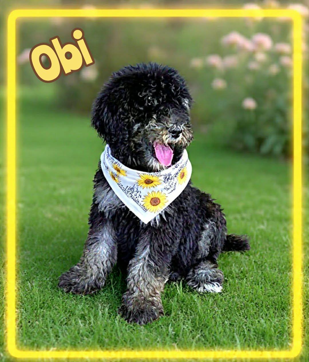 Obi-Wan, a ADOPTABLE Poodle in Grove, OK image 2/4