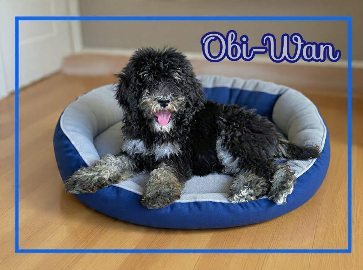 Obi-Wan, a ADOPTABLE Poodle in Grove, OK image 1/4
