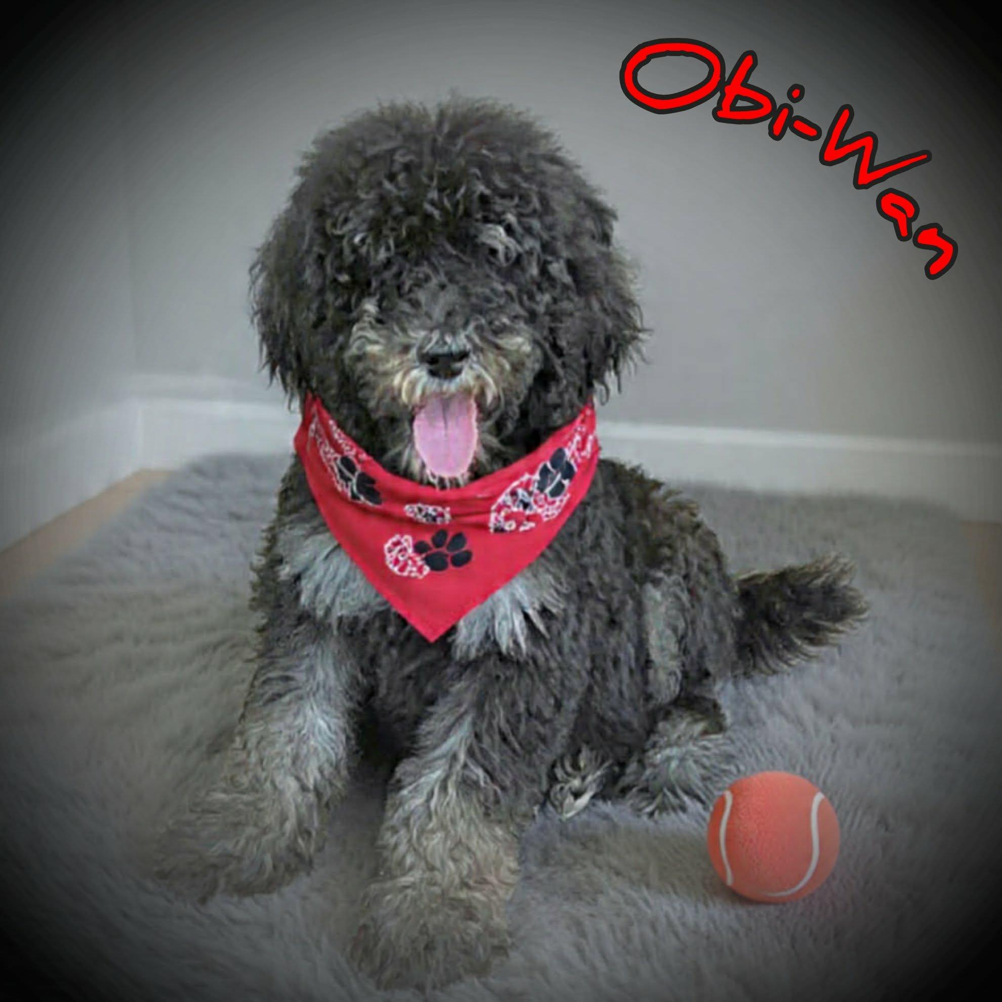 Obi-Wan, a ADOPTABLE Poodle in Grove, OK image 4/4