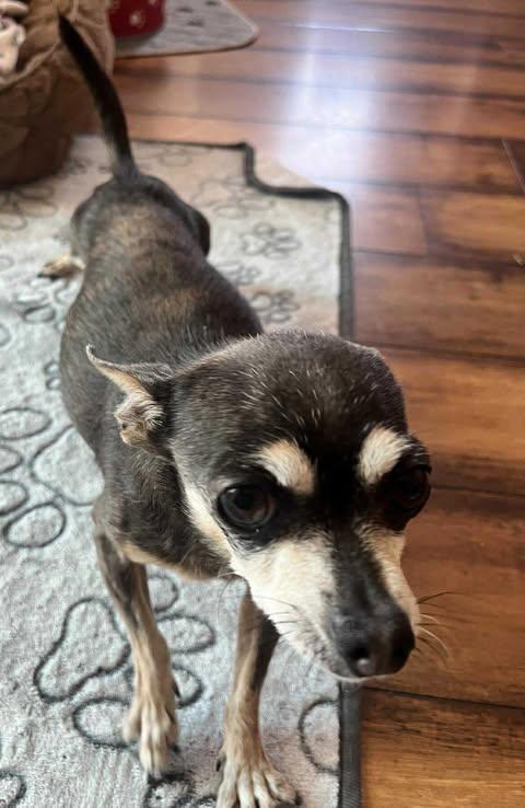 Enlarge Calla, an adoptable Chihuahua in Los Angeles, CA image 4/6