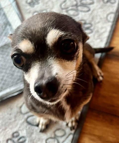 Enlarge Calla, an adoptable Chihuahua in Los Angeles, CA image 1/6