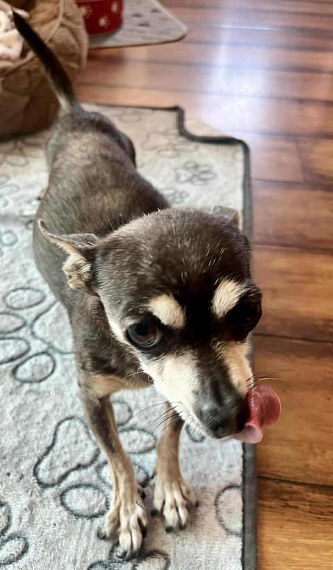 Enlarge Calla, an adoptable Chihuahua in Los Angeles, CA image 6/6