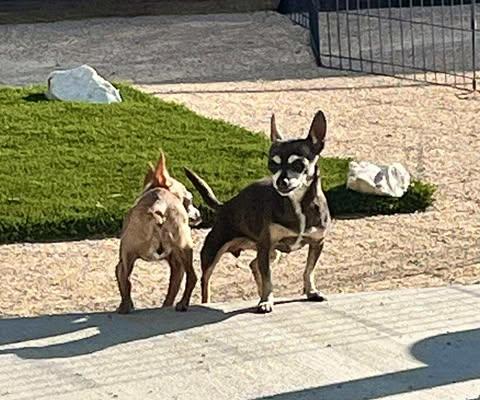 Enlarge Calla, an adoptable Chihuahua in Los Angeles, CA image 2/6