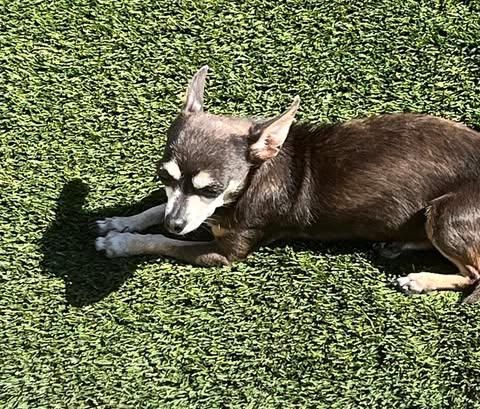 Enlarge Calla, an adoptable Chihuahua in Los Angeles, CA image 5/6