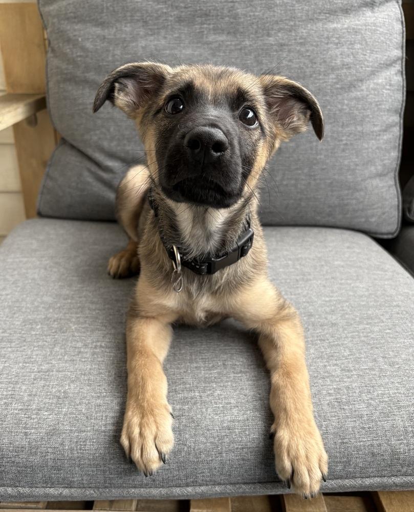 Henry, Adoptable, Puppy Male German Shepherd Dog.