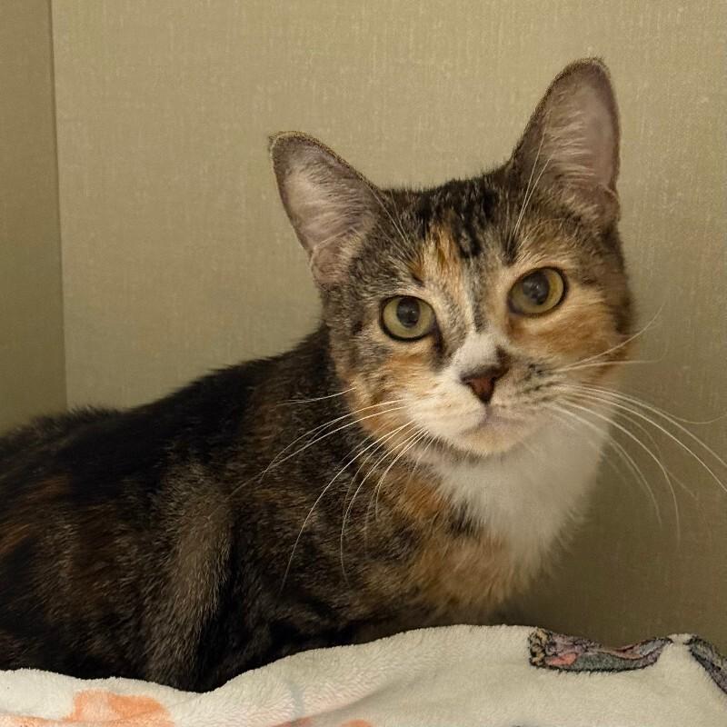 Lizzo, Adoptable, Adult Female Domestic Short Hair.