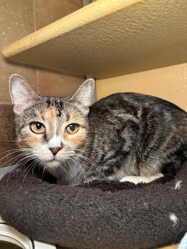 Lizzo, a Adoptable Domestic Short Hair in Westminster, CO image 1/3