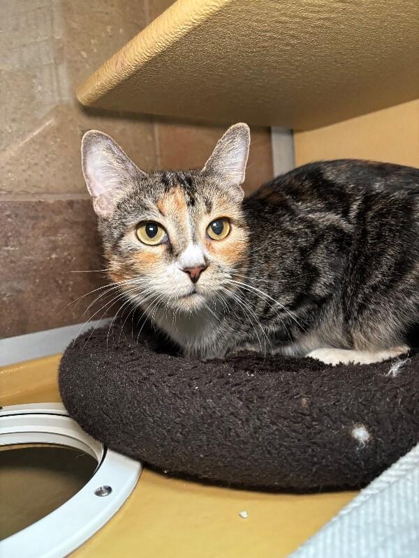 Lizzo, a Adoptable Domestic Short Hair in Westminster, CO image 2/3