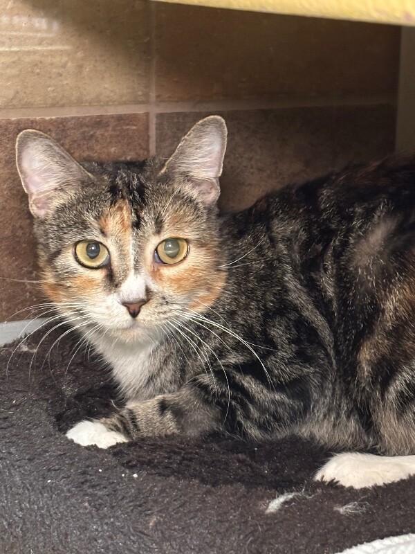 Lizzo, a Adoptable Domestic Short Hair in Westminster, CO image 3/3