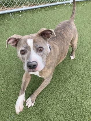 Sasha (in foster) — thumbnail 2