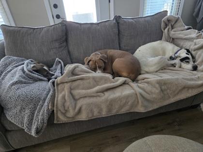 Sasha (in foster) — thumbnail 3