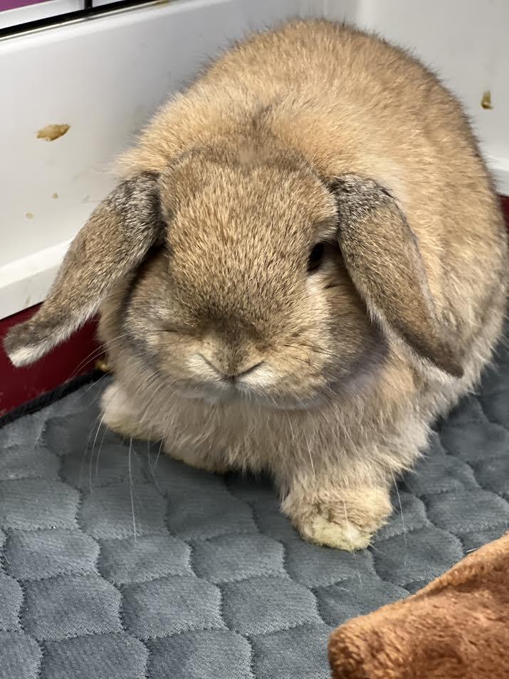 Hashbrown, ADOPTABLE, Baby Male Holland Lop.