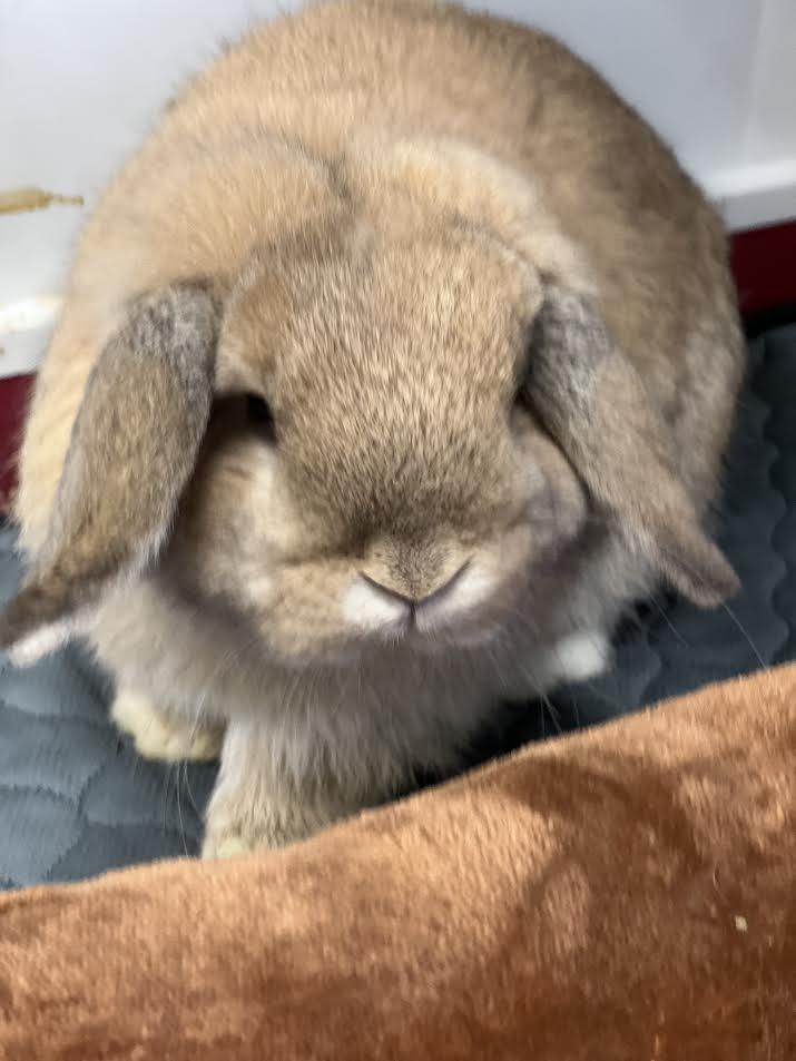 Enlarge Hashbrown, an adopted Holland Lop in South Elgin, IL image 3/3