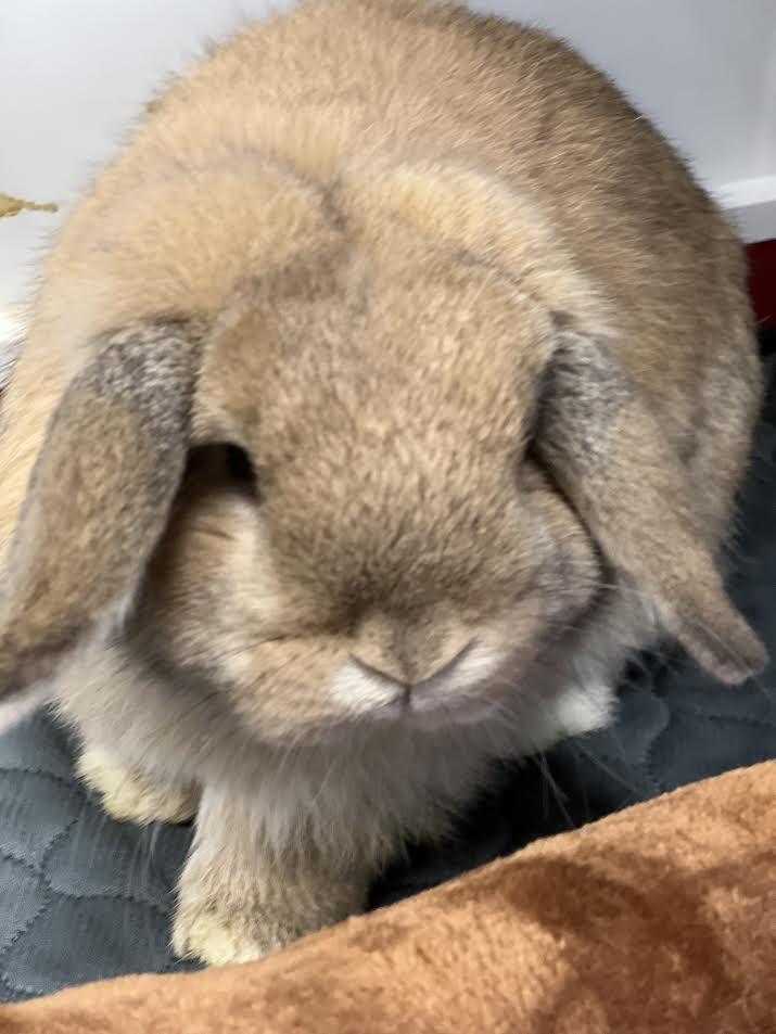 Enlarge Hashbrown, an adopted Holland Lop in South Elgin, IL image 2/3
