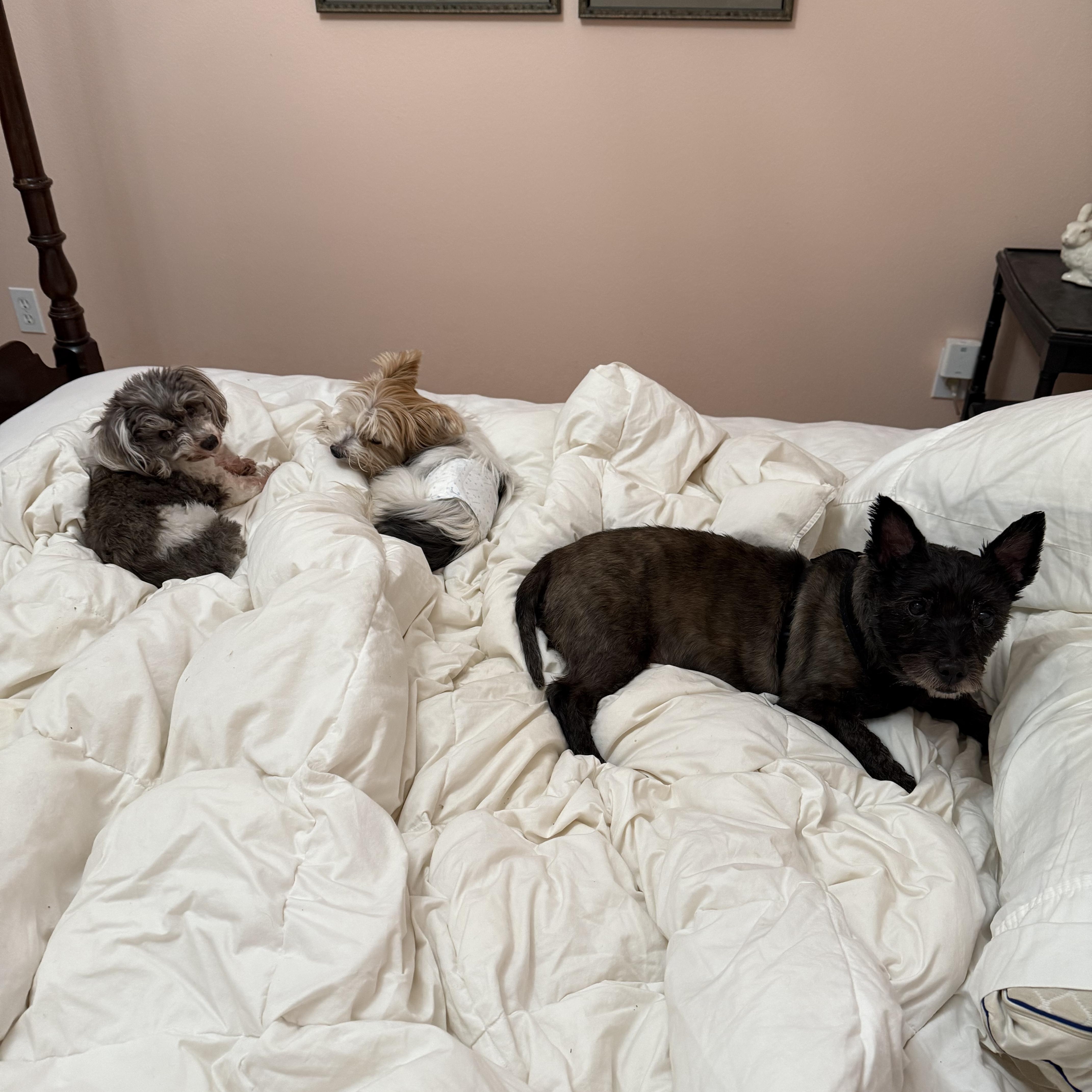 Enlarge Peaches, an adopted mixed breed in Bradenton, FL image 4/6