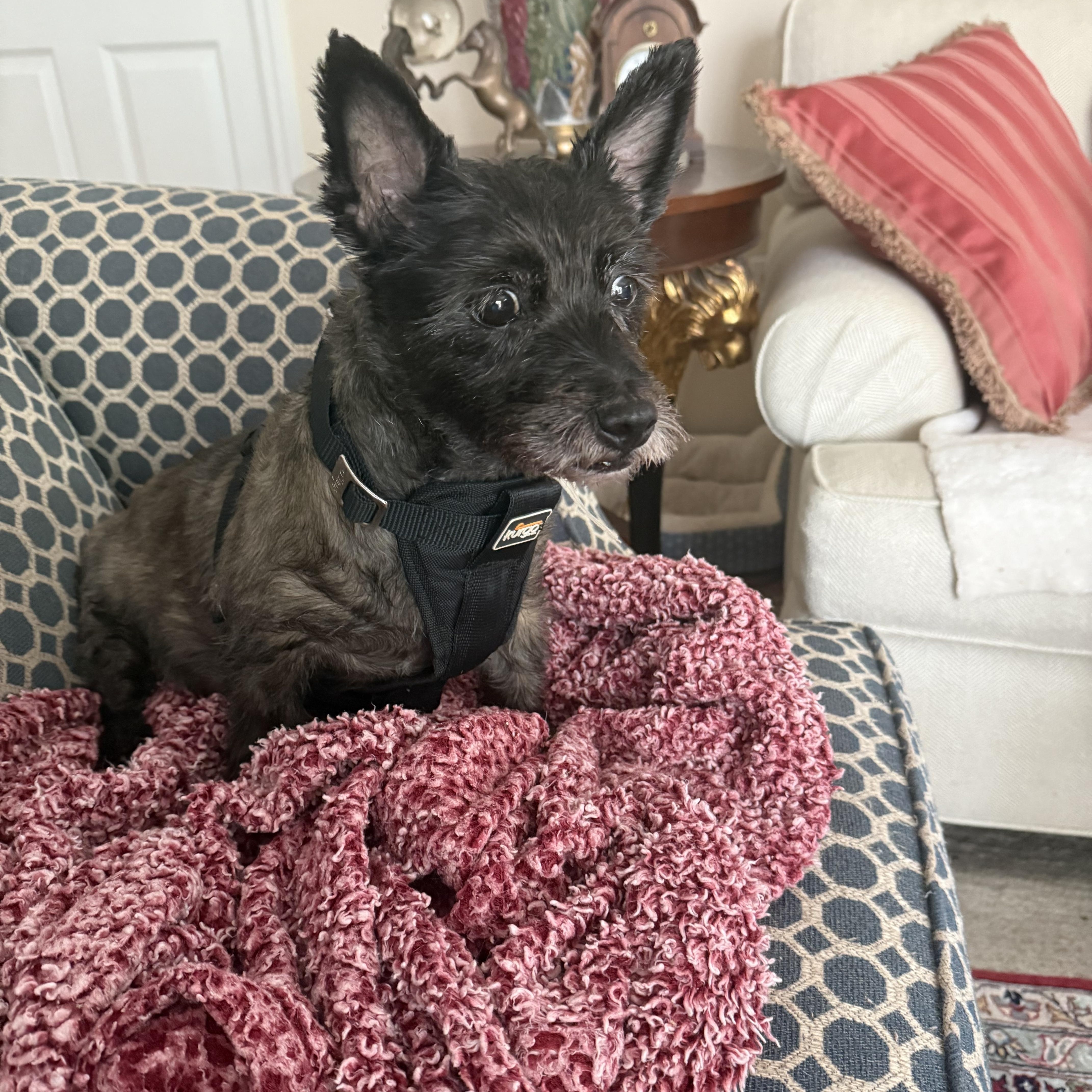 Peaches, adopted, Adult Female Cairn Terrier.