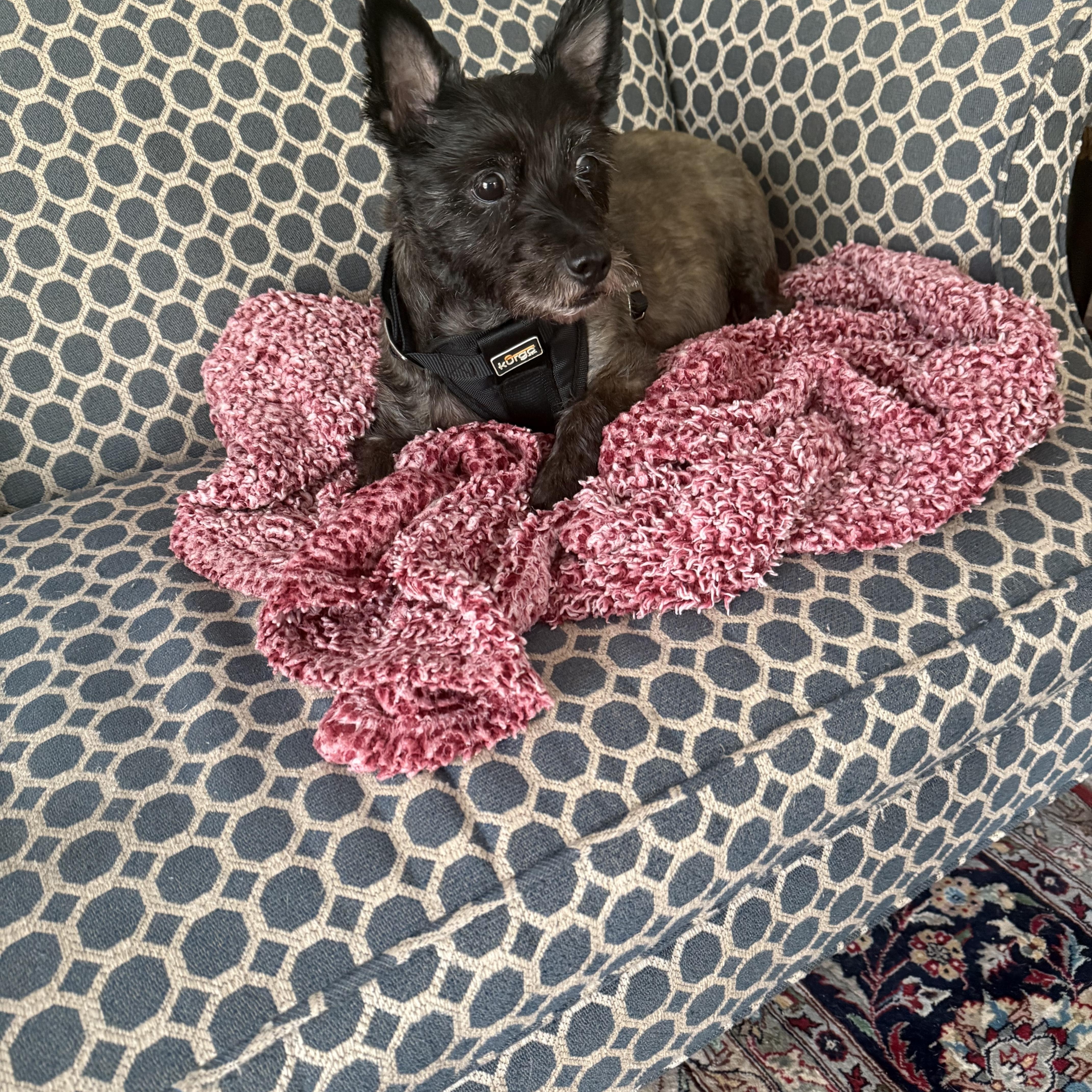 Enlarge Peaches, an adopted mixed breed in Bradenton, FL image 2/6