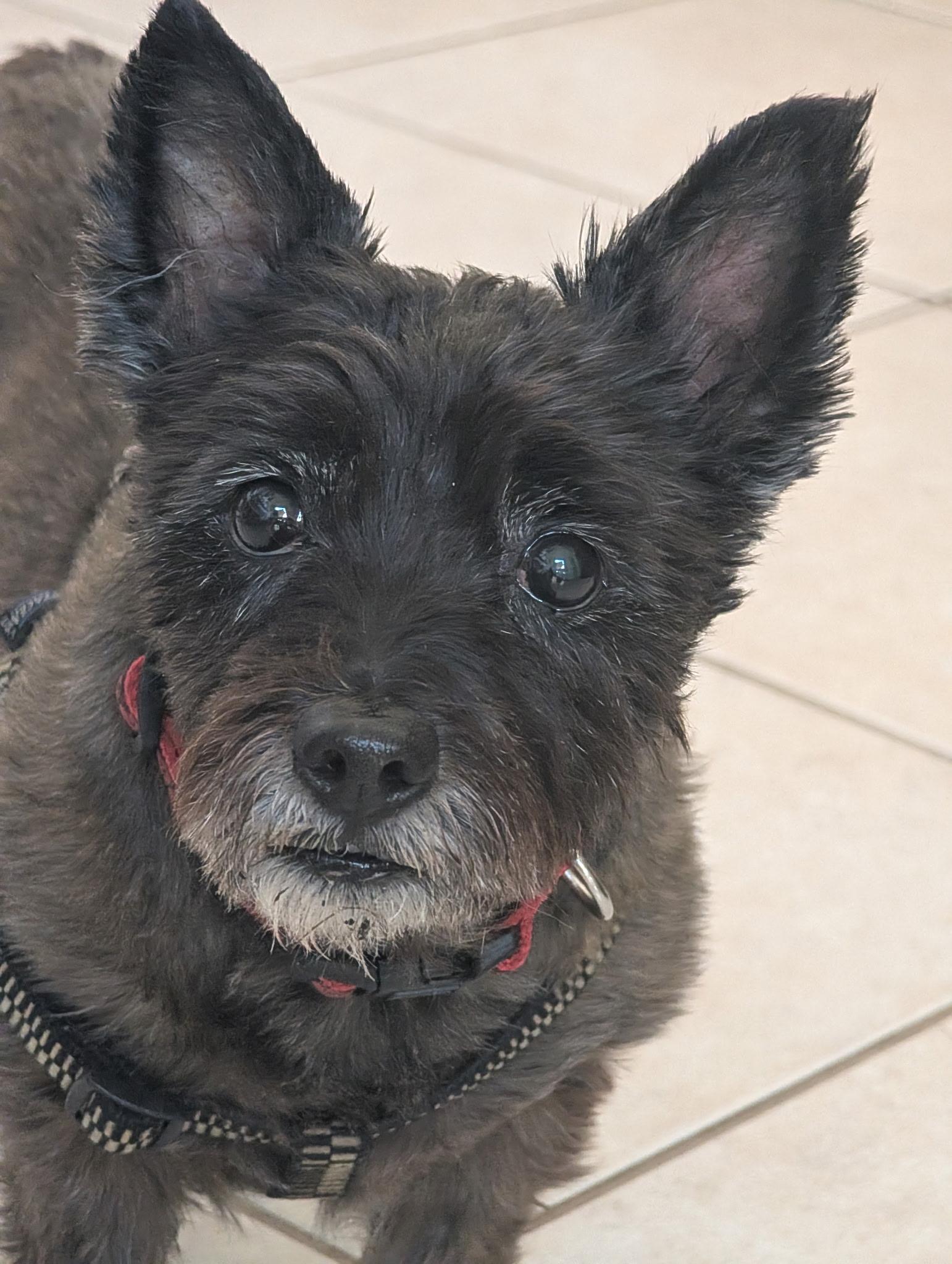 Peaches, adoptable, Adult Female Cairn Terrier.