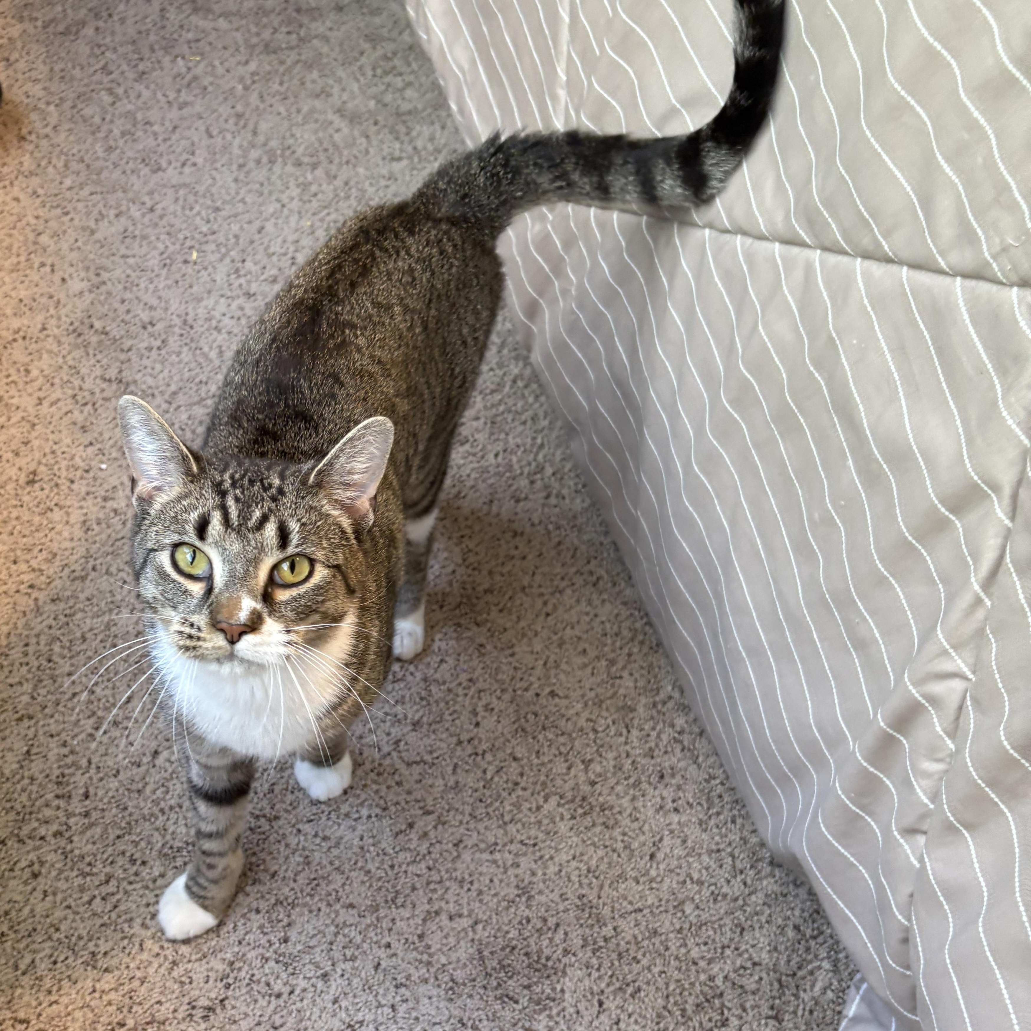 Enlarge Rigby , a ADOPTABLE mixed breed in Chesapeake Beach, MD image 4/6