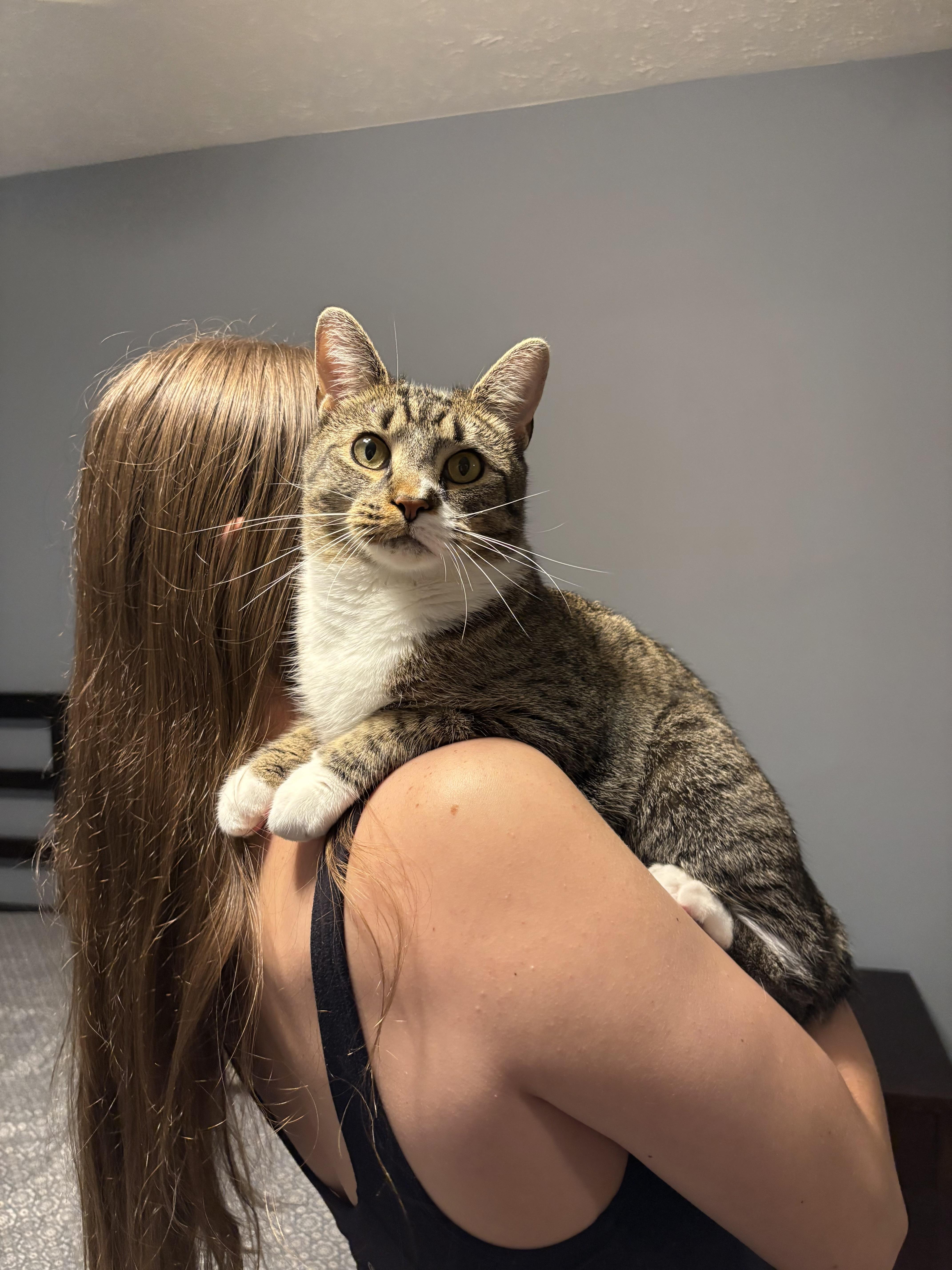 Rigby , Adoptable, Young Male Domestic Short Hair.