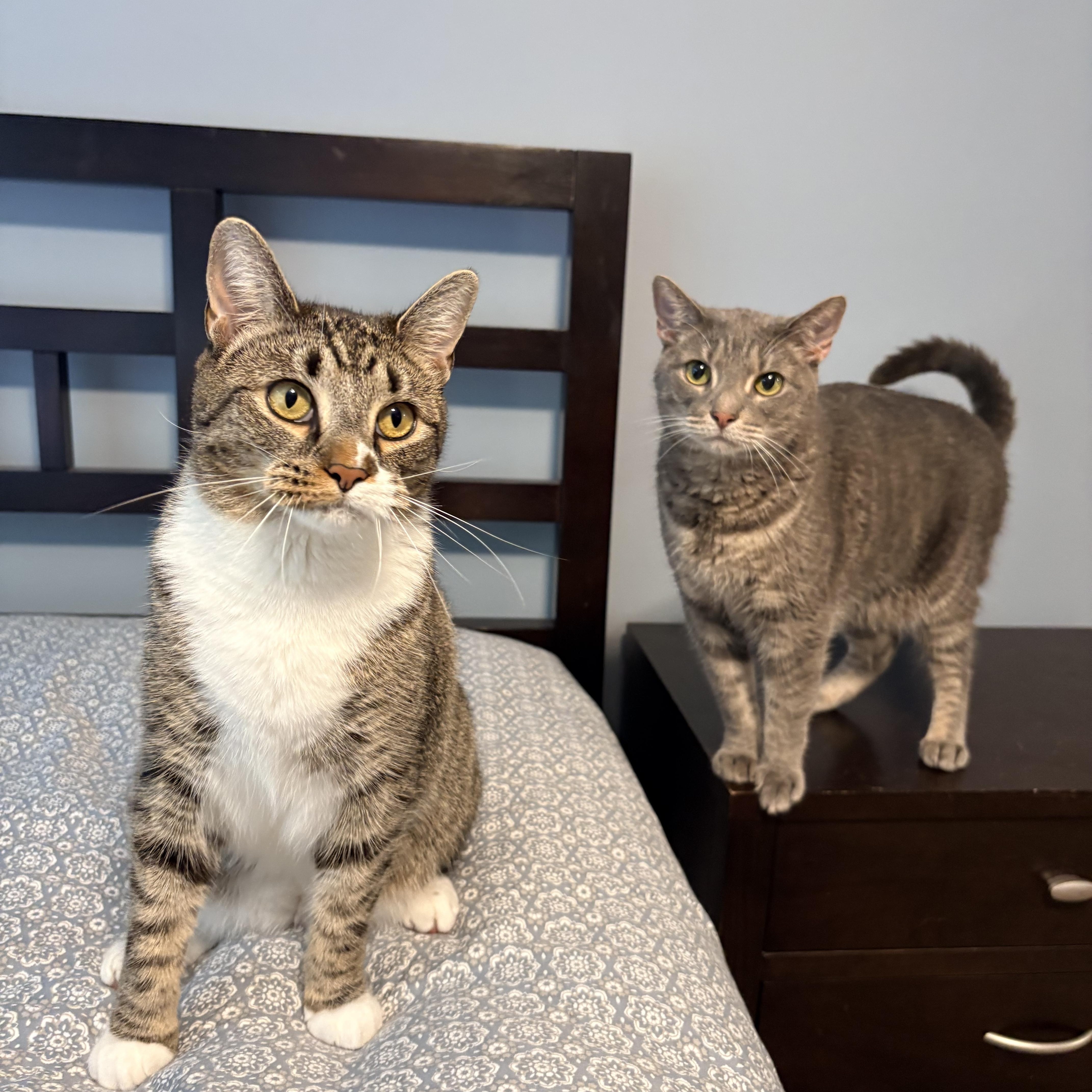 Enlarge Rigby , a Adoptable mixed breed in Chesapeake Beach, MD image 6/6