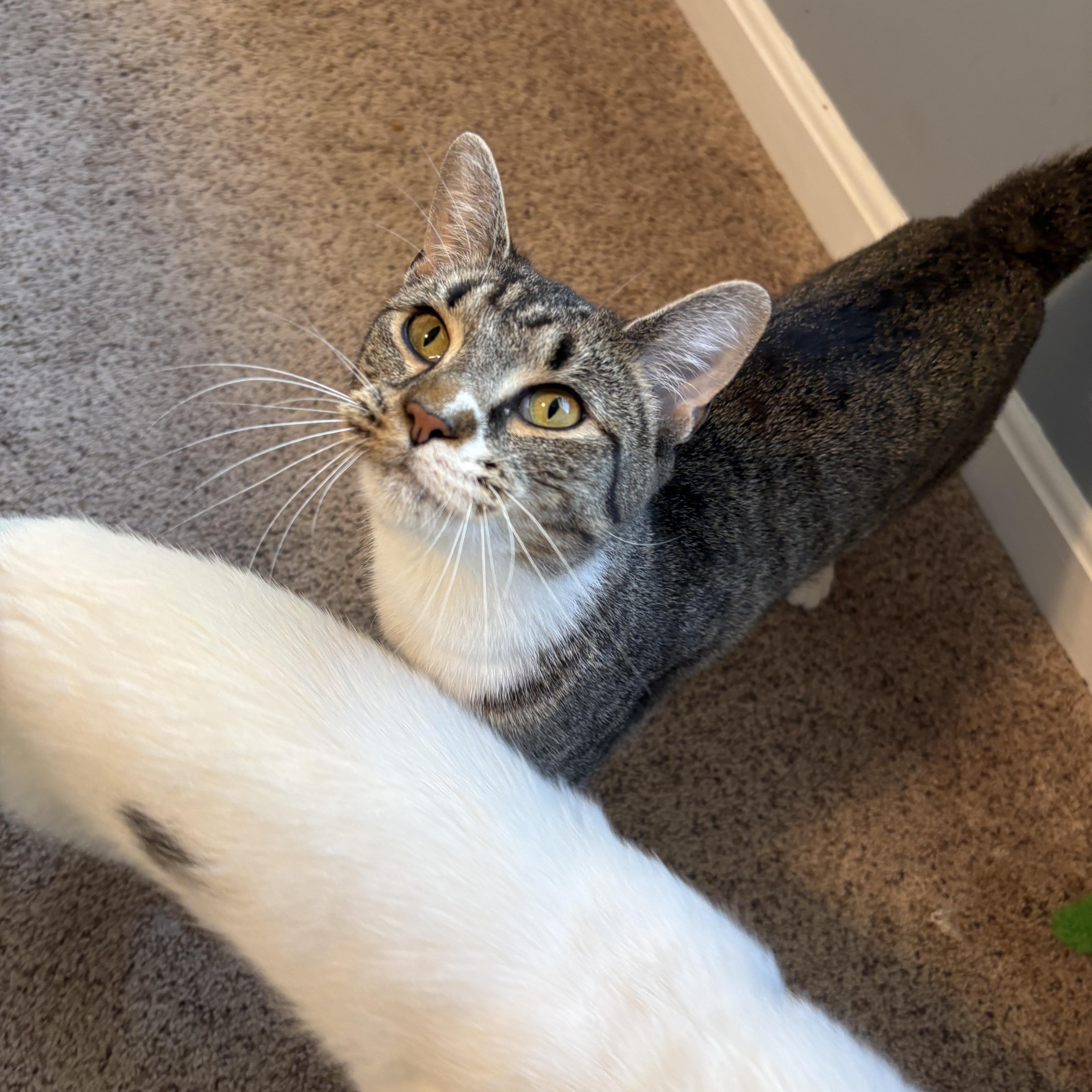 Enlarge Rigby , a ADOPTABLE mixed breed in Chesapeake Beach, MD image 3/6