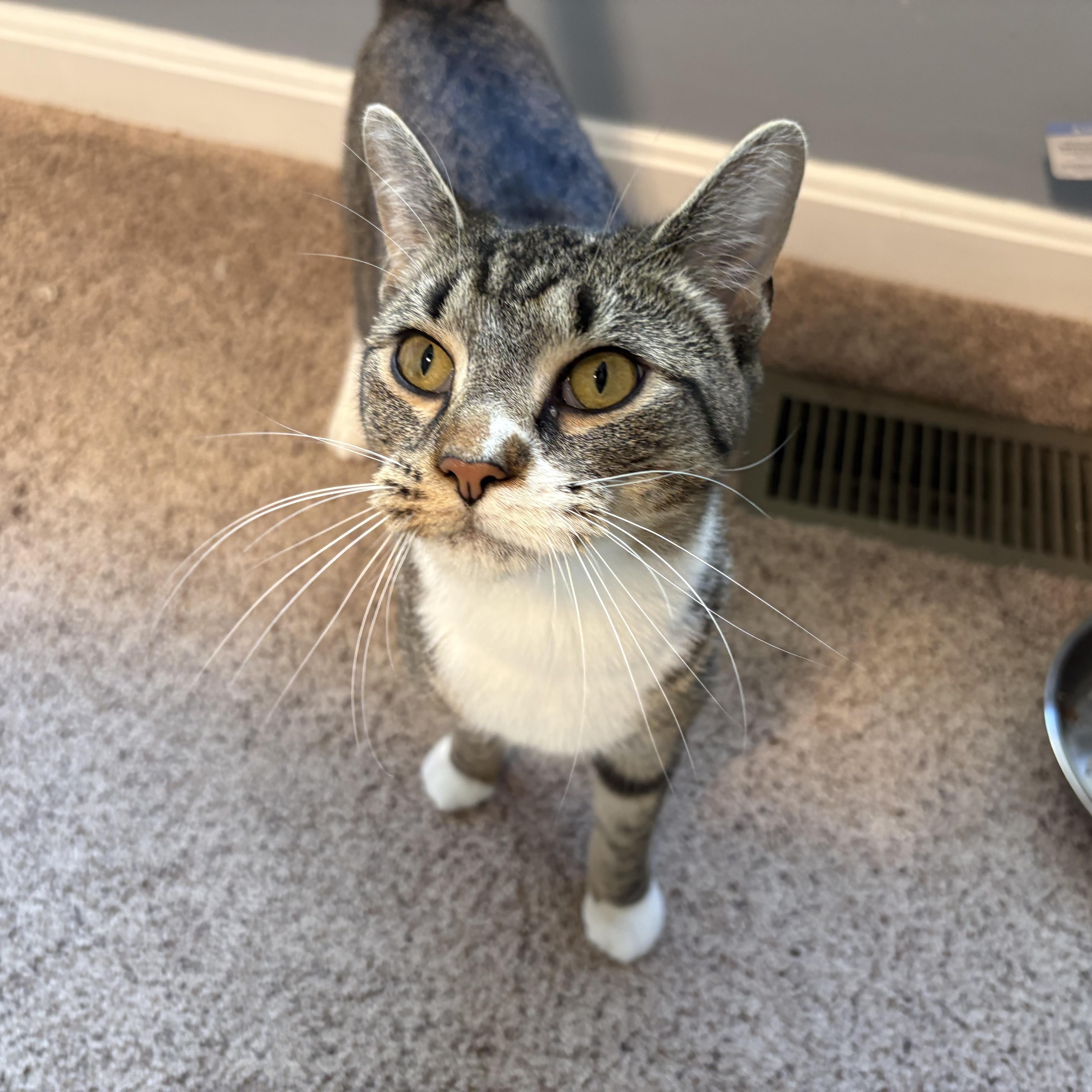 Enlarge Rigby , a ADOPTABLE mixed breed in Chesapeake Beach, MD image 5/6