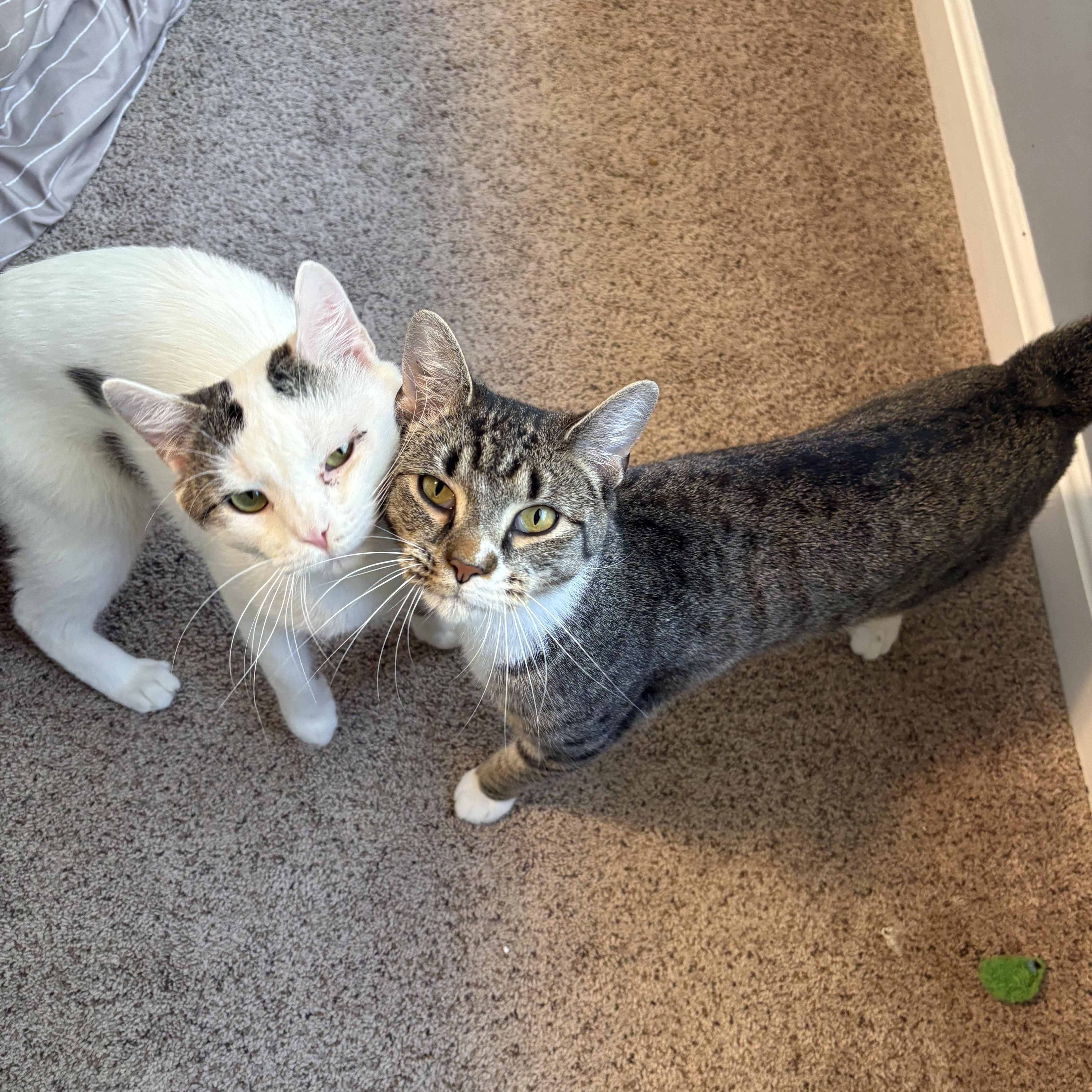 Enlarge Rigby , a ADOPTABLE mixed breed in Chesapeake Beach, MD image 2/6