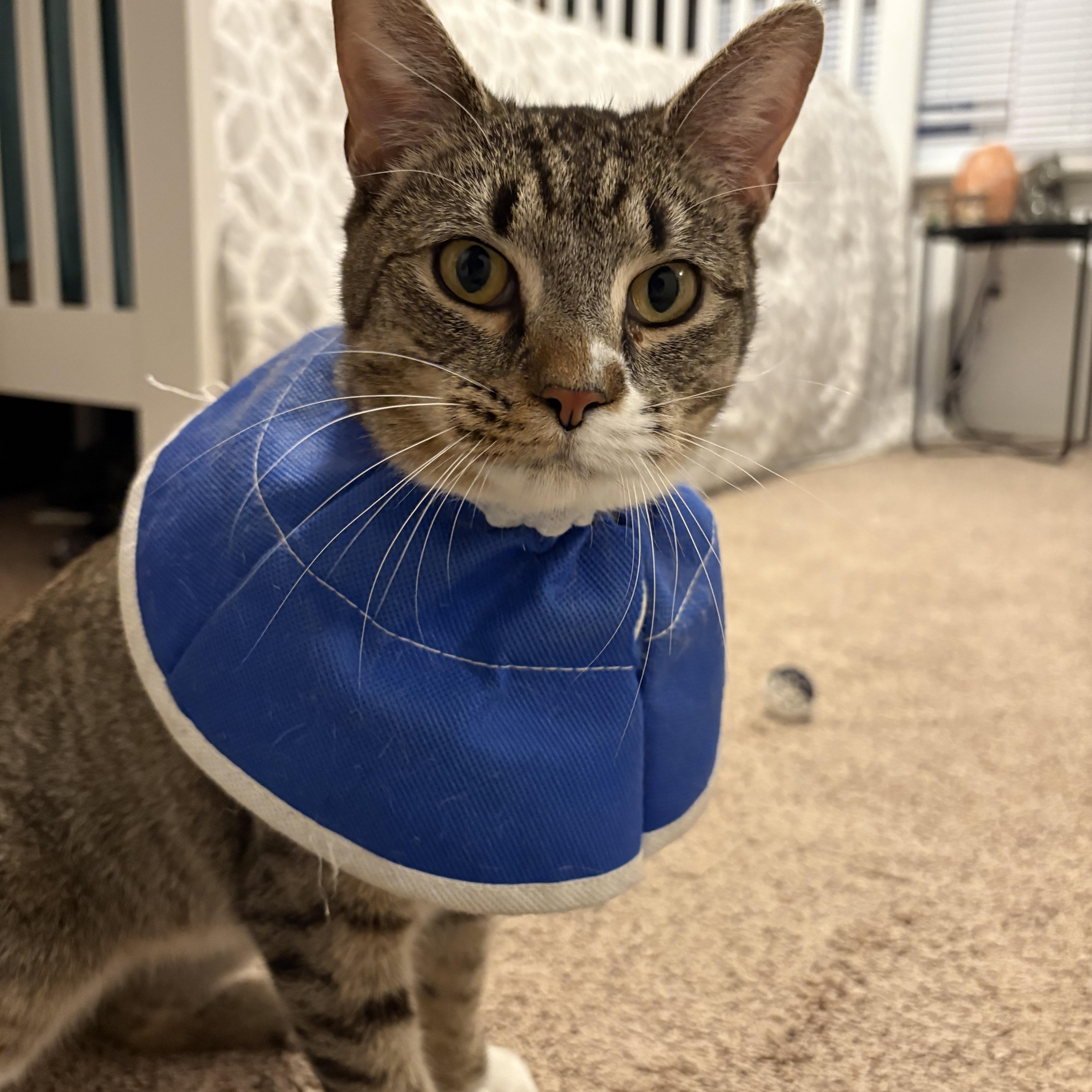 Enlarge Rigby , a ADOPTABLE mixed breed in Chesapeake Beach, MD image 4/6