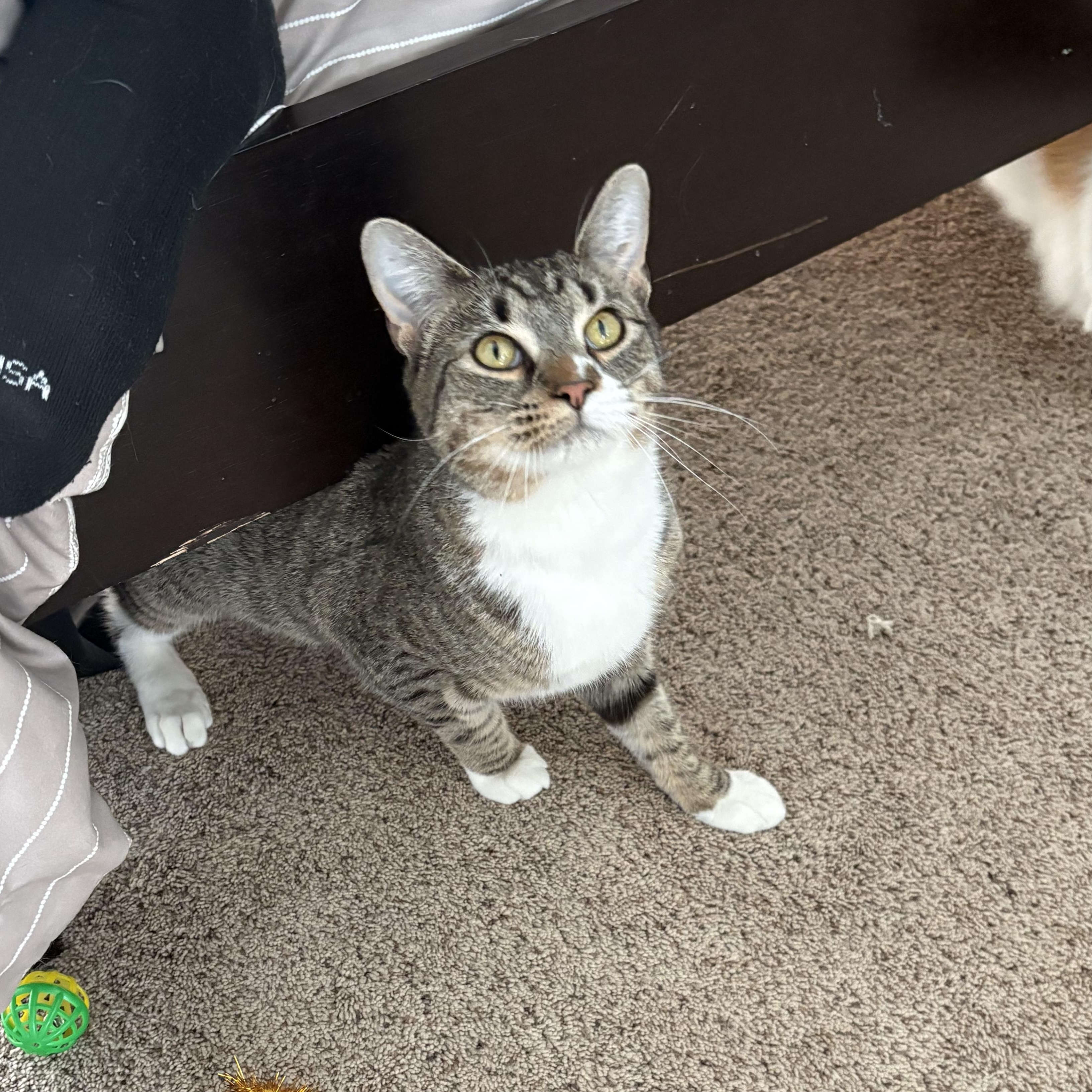 Enlarge Rigby , a ADOPTABLE mixed breed in Chesapeake Beach, MD image 3/6