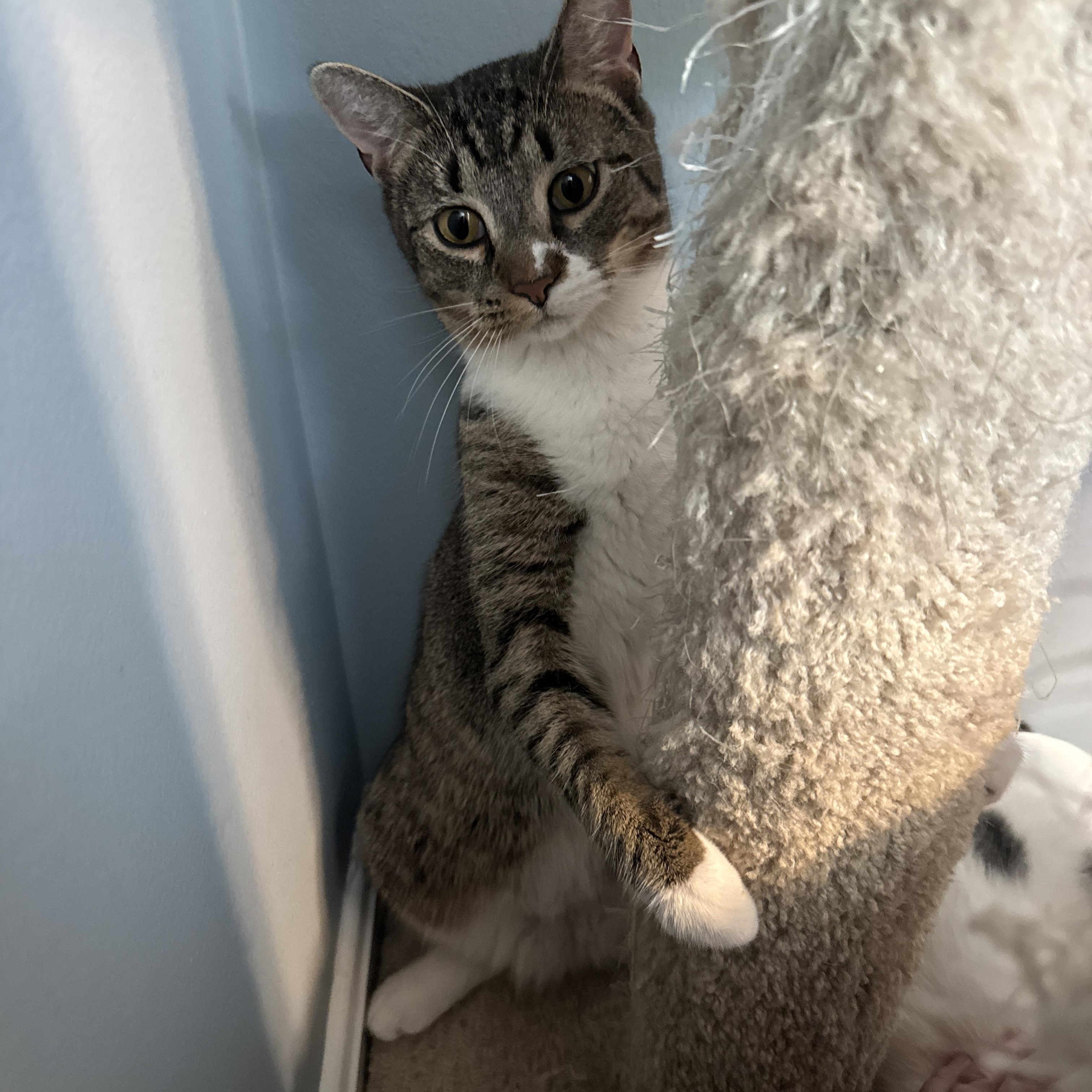 Rigby , a ADOPTABLE mixed breed in Chesapeake Beach, MD image 3/6