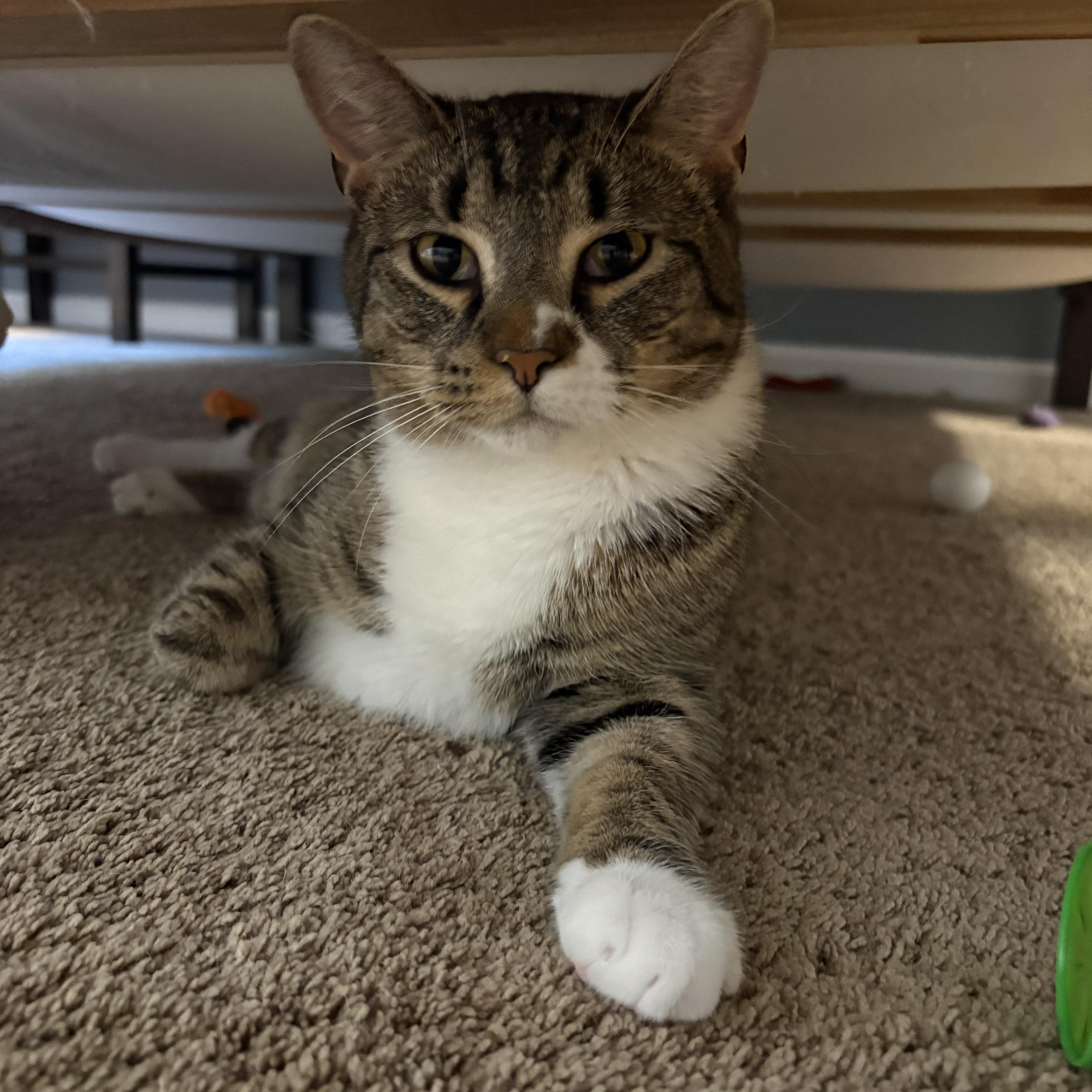 Rigby , a ADOPTABLE mixed breed in Chesapeake Beach, MD image 6/6