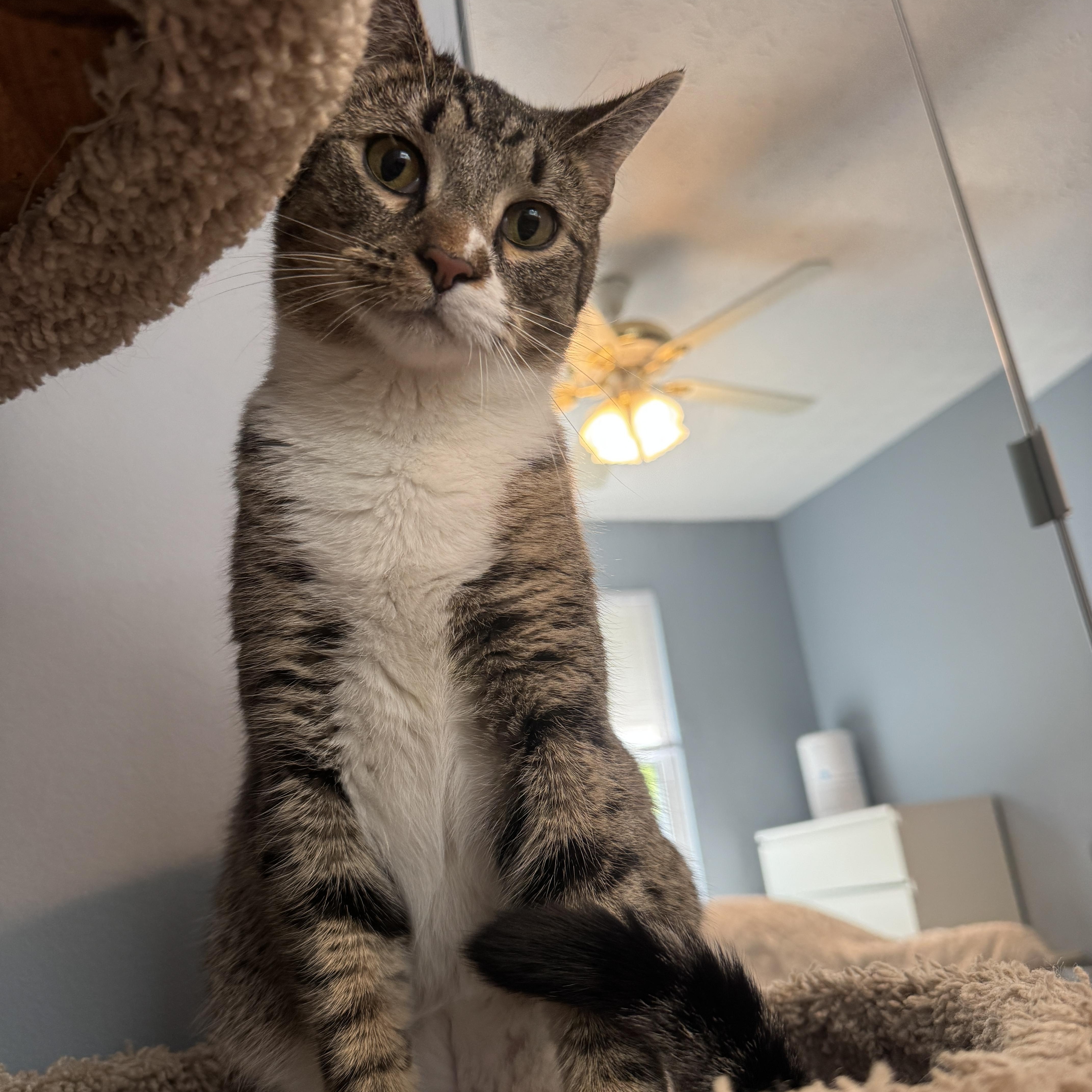 Rigby , ADOPTABLE, Young Male Domestic Short Hair.
