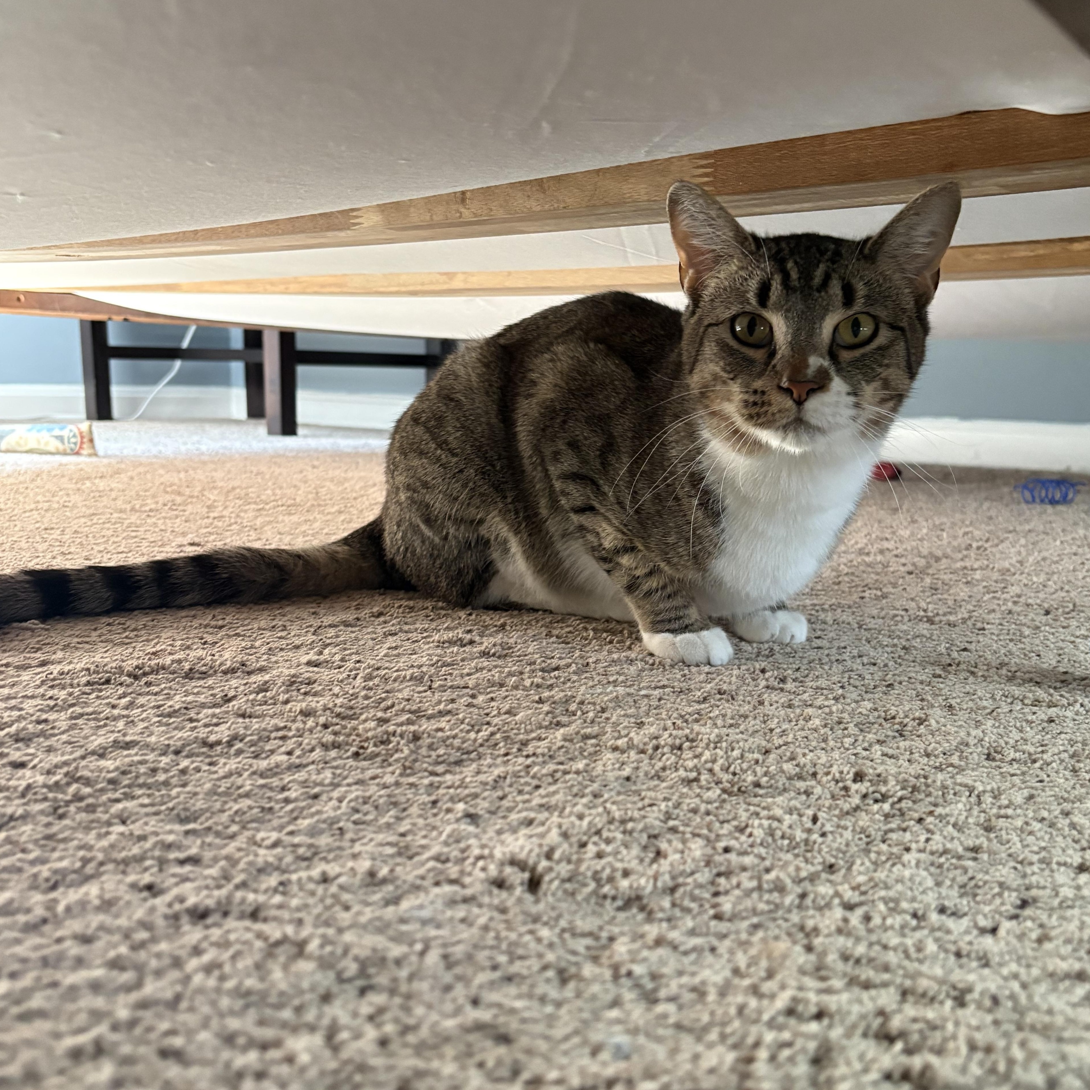 Enlarge Rigby , a ADOPTABLE mixed breed in Chesapeake Beach, MD image 1/6