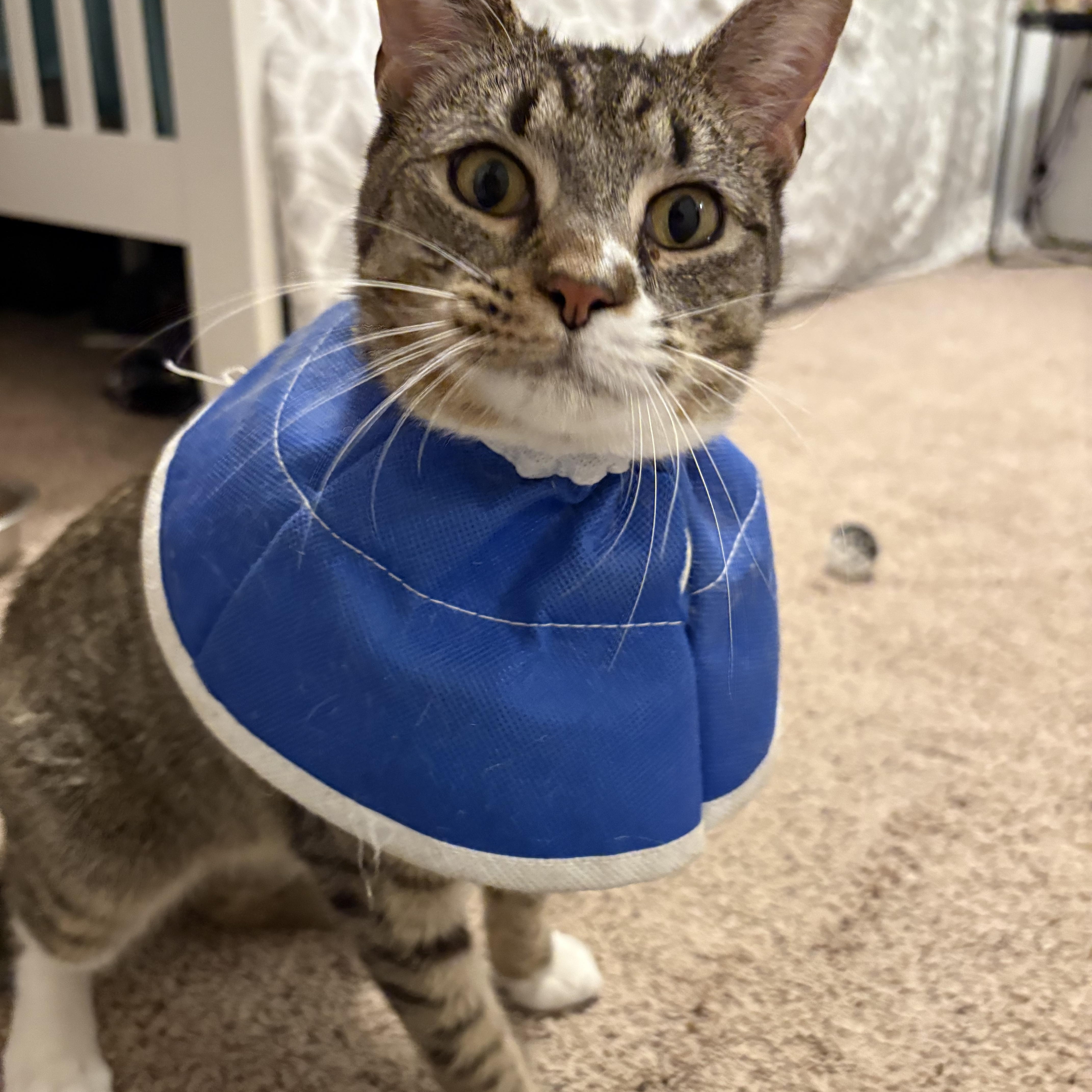 Enlarge Rigby , a ADOPTABLE mixed breed in Chesapeake Beach, MD image 2/6