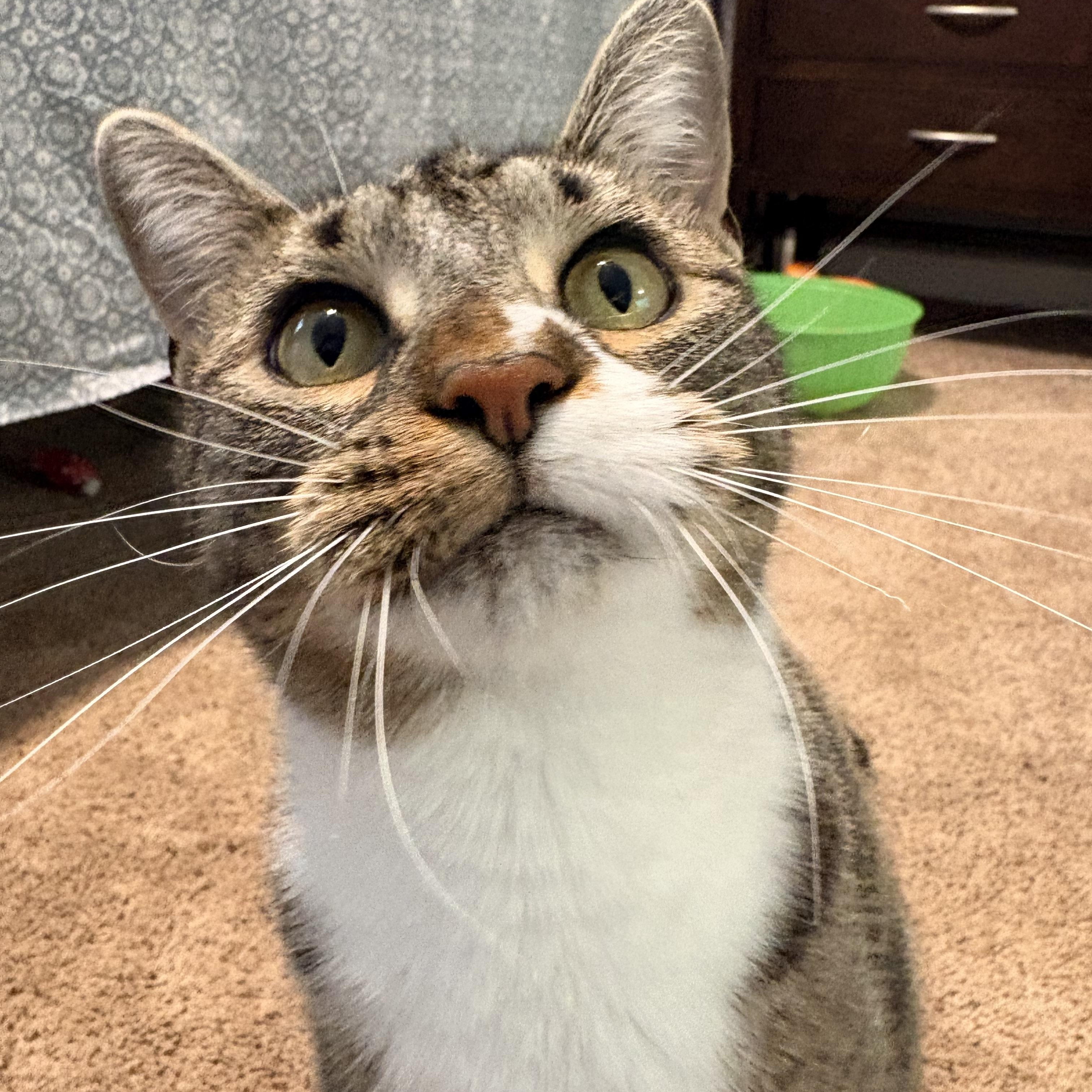 Enlarge Rigby , a Adoptable mixed breed in Chesapeake Beach, MD image 2/6