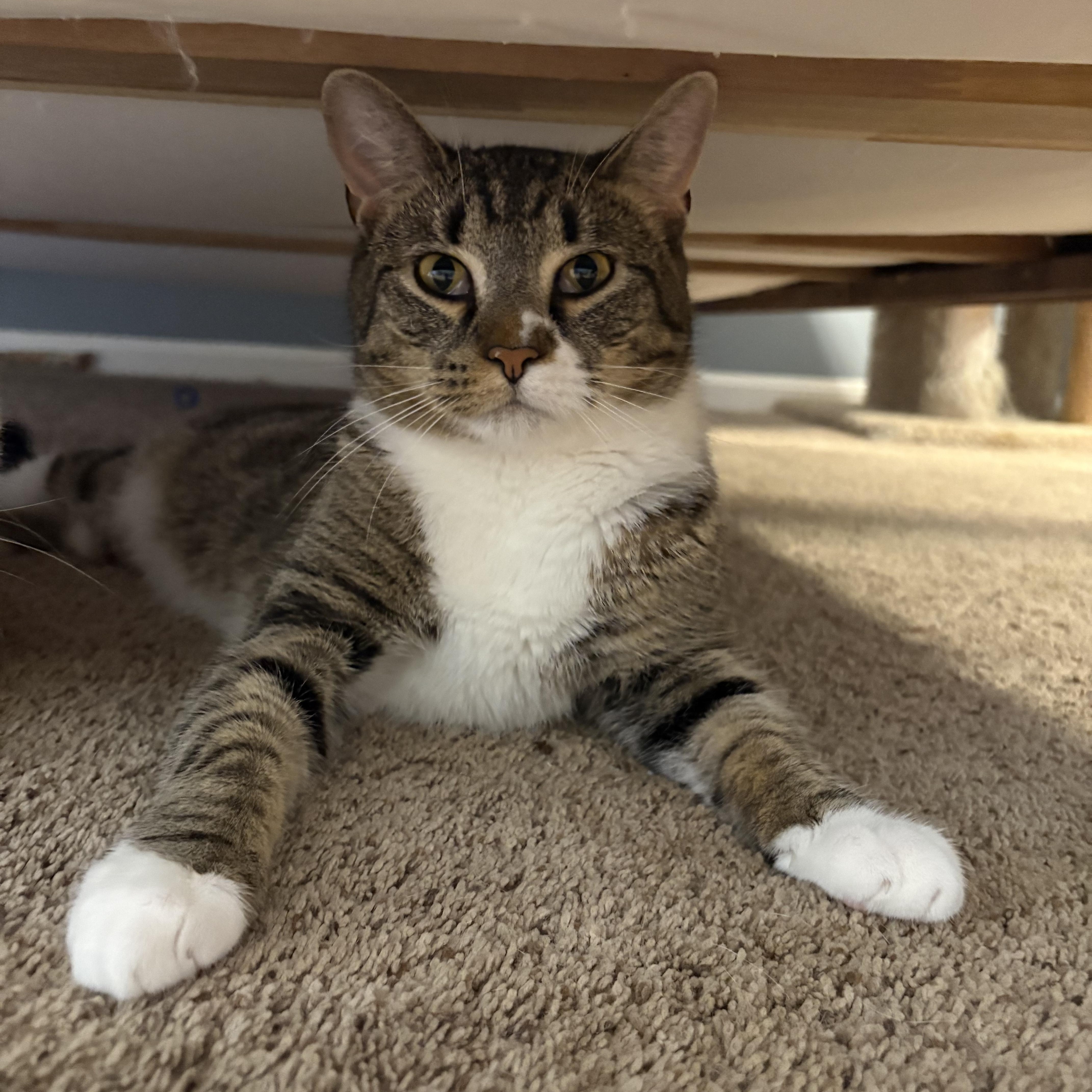 Rigby , a ADOPTABLE mixed breed in Chesapeake Beach, MD image 2/6