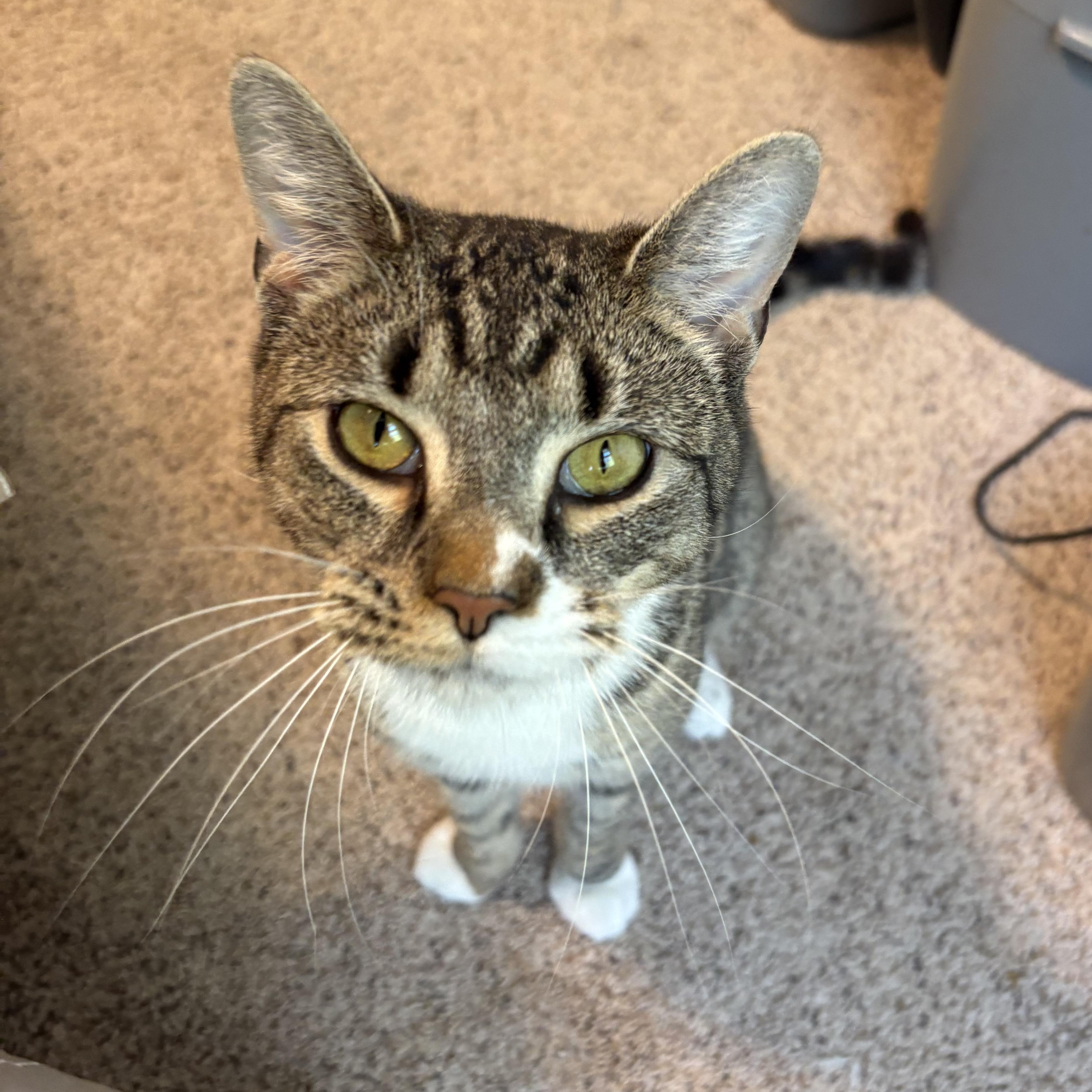 Rigby , ADOPTABLE, Young Male Domestic Short Hair.