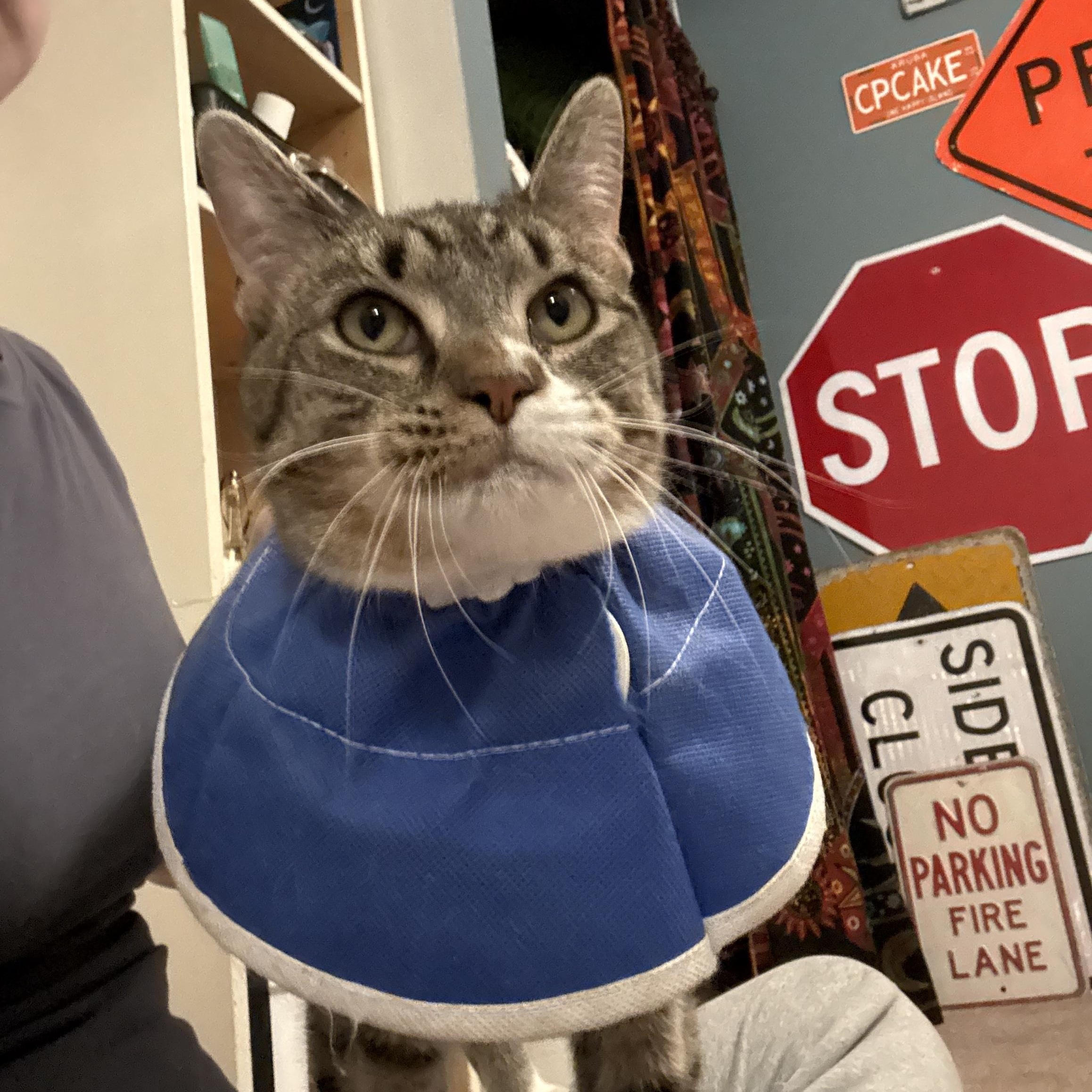 Enlarge Rigby , a ADOPTABLE mixed breed in Chesapeake Beach, MD image 5/6