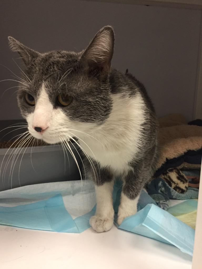 Enlarge Sugarboy, a Adoptable mixed breed in Peoria, AZ image 1/1