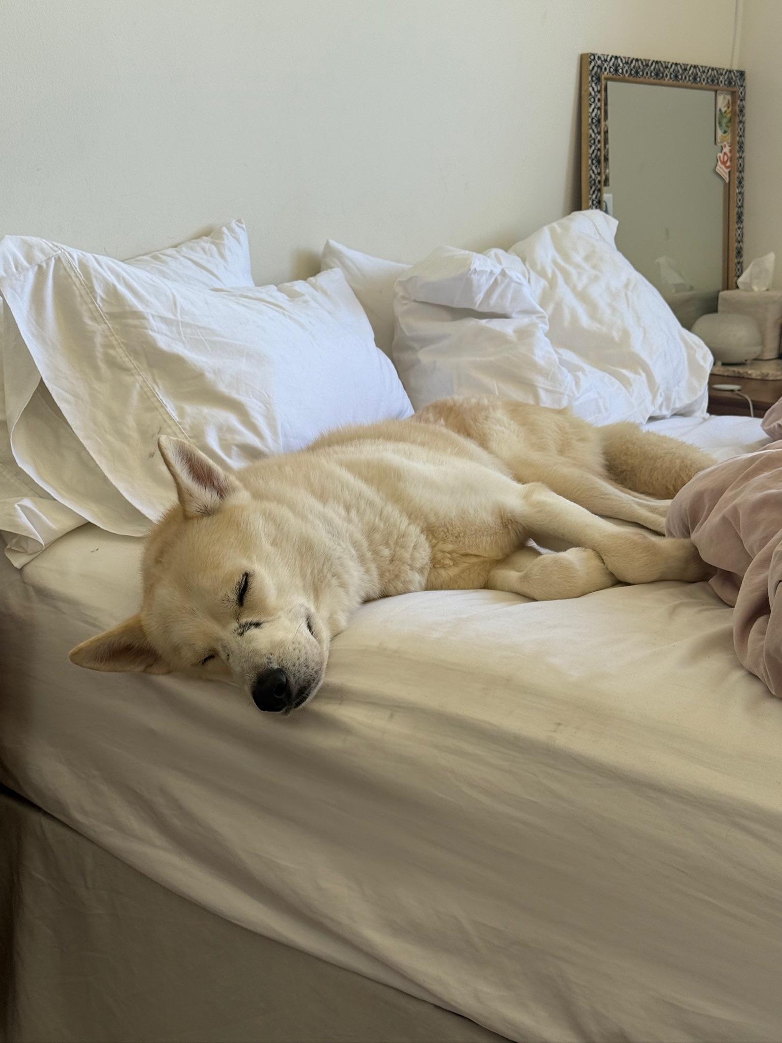 Nikolai, a Adoptable mixed breed in santa monica, CA image 2/6