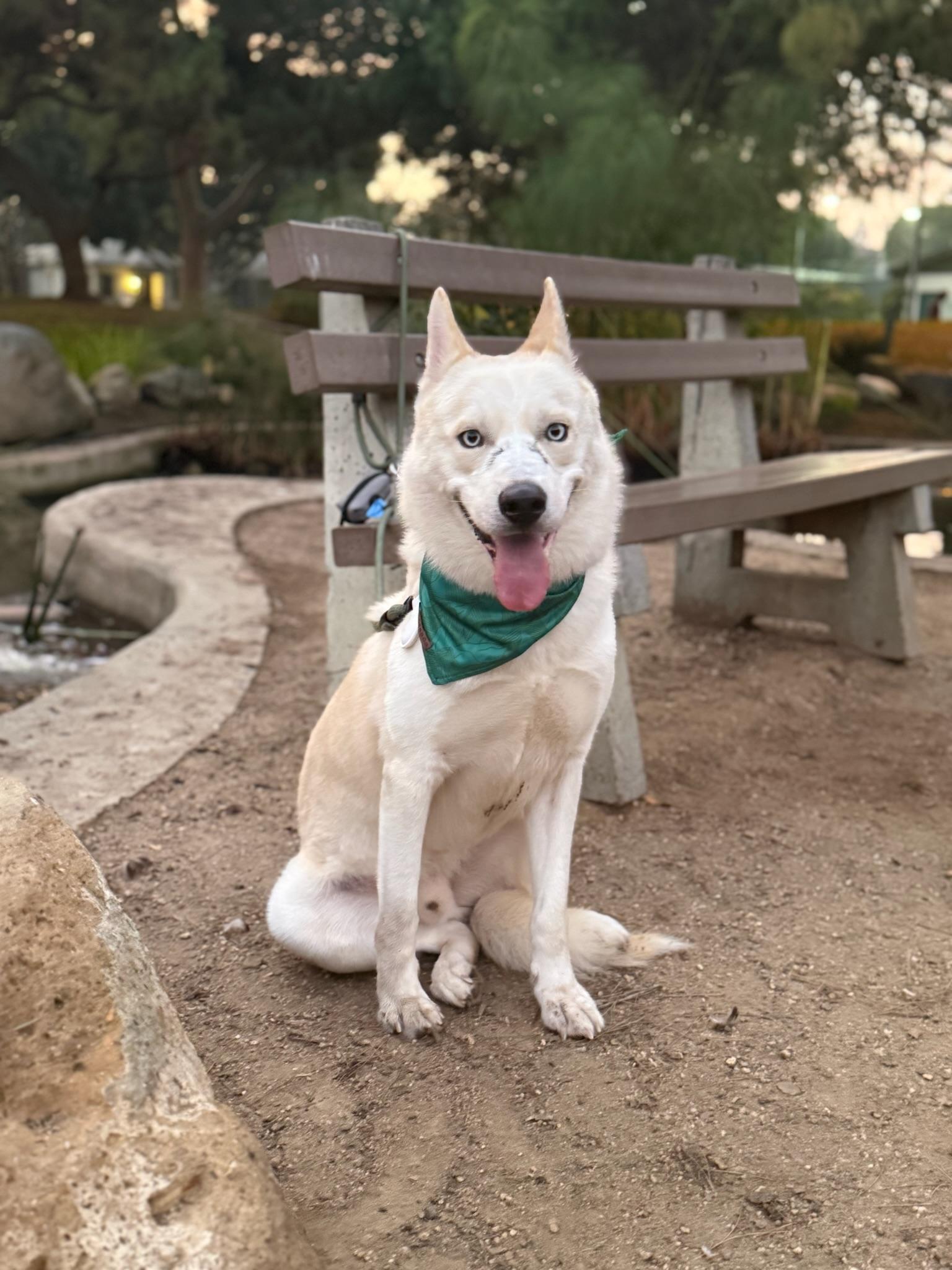 Nikolai, a Adoptable mixed breed in santa monica, CA image 4/6