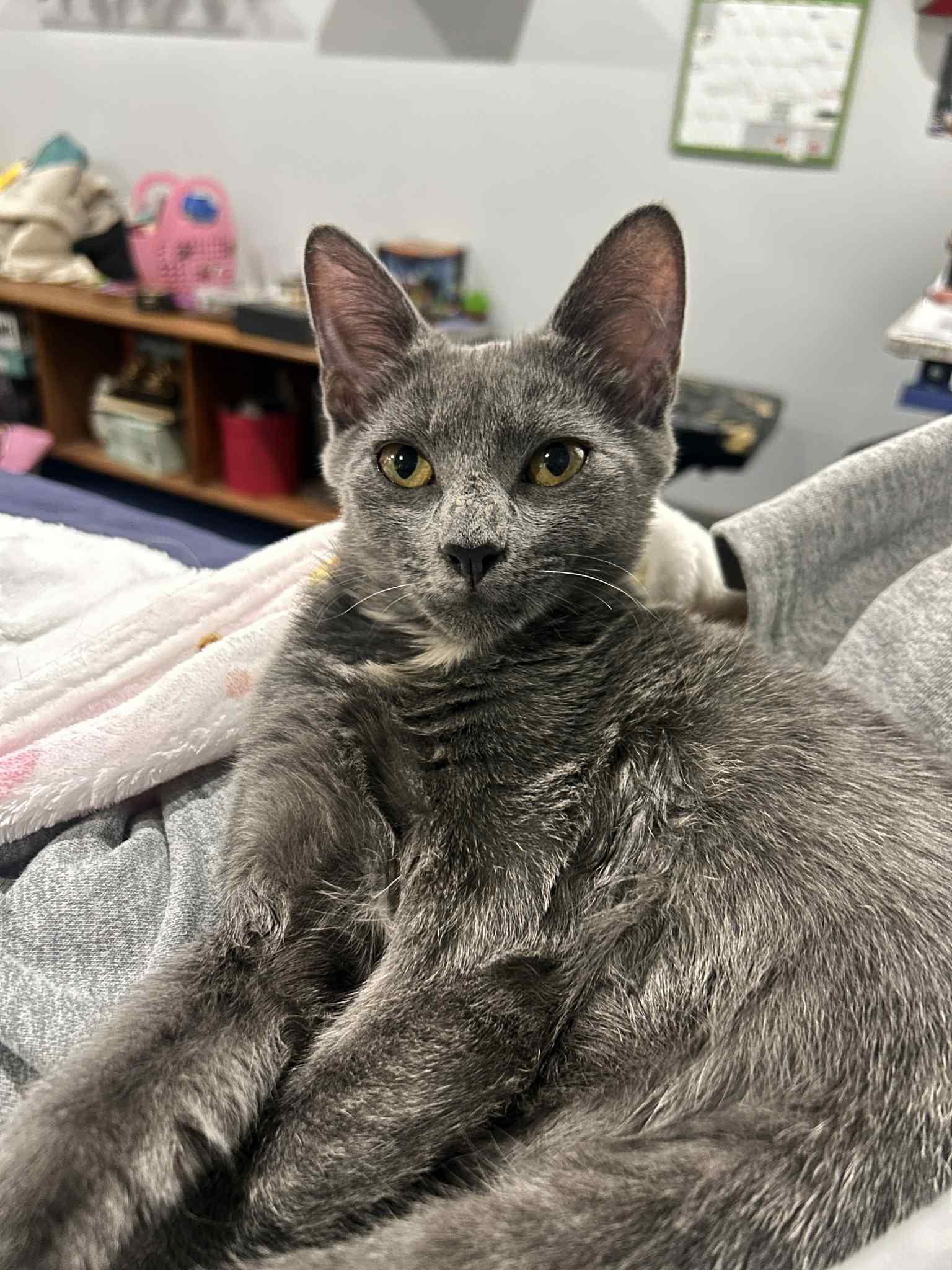 Pebbles, Adoptable, Kitten Female Domestic Short Hair.