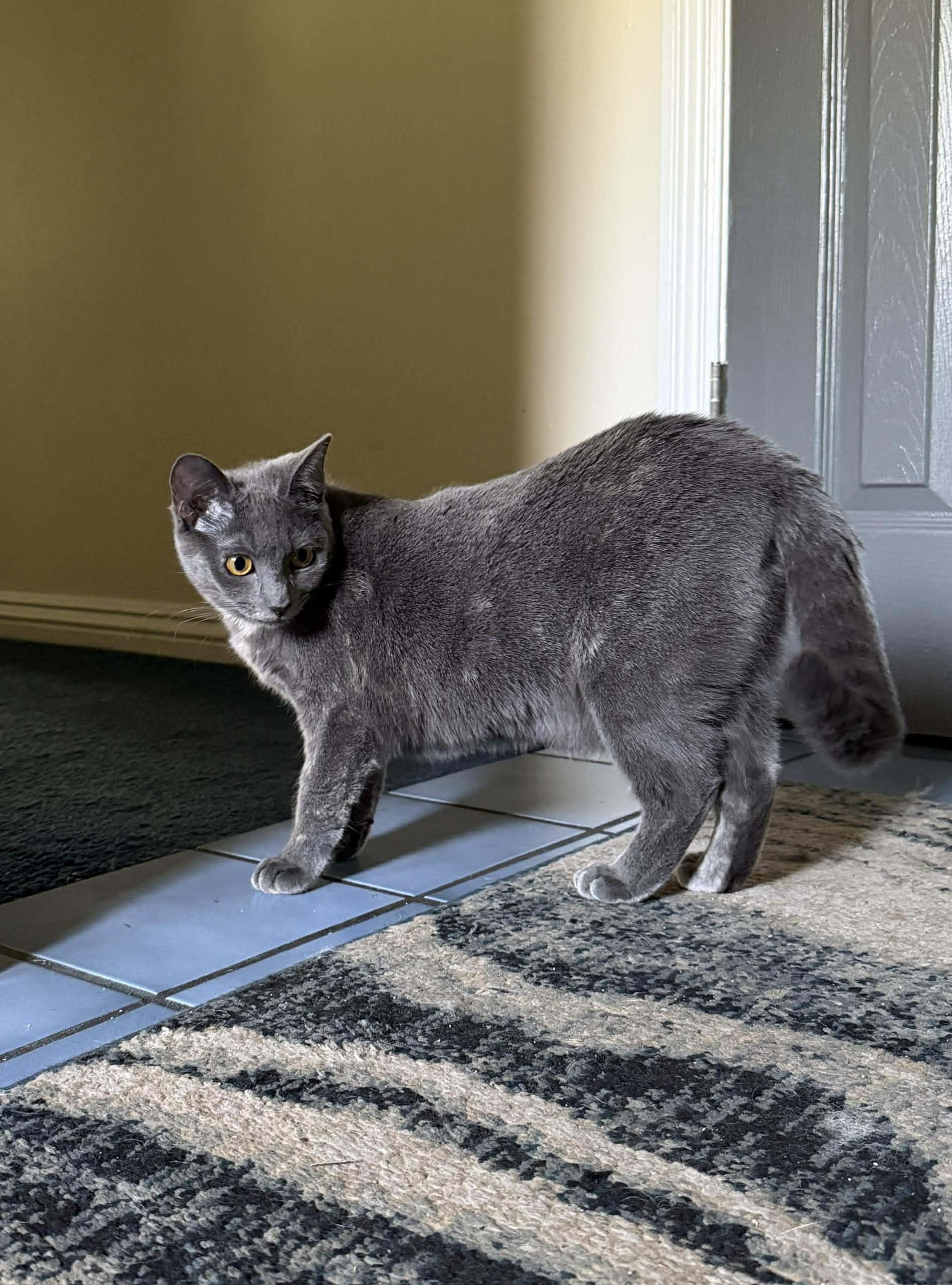 Enlarge Pebbles, a Adoptable Domestic Short Hair in Covina, CA image 4/5