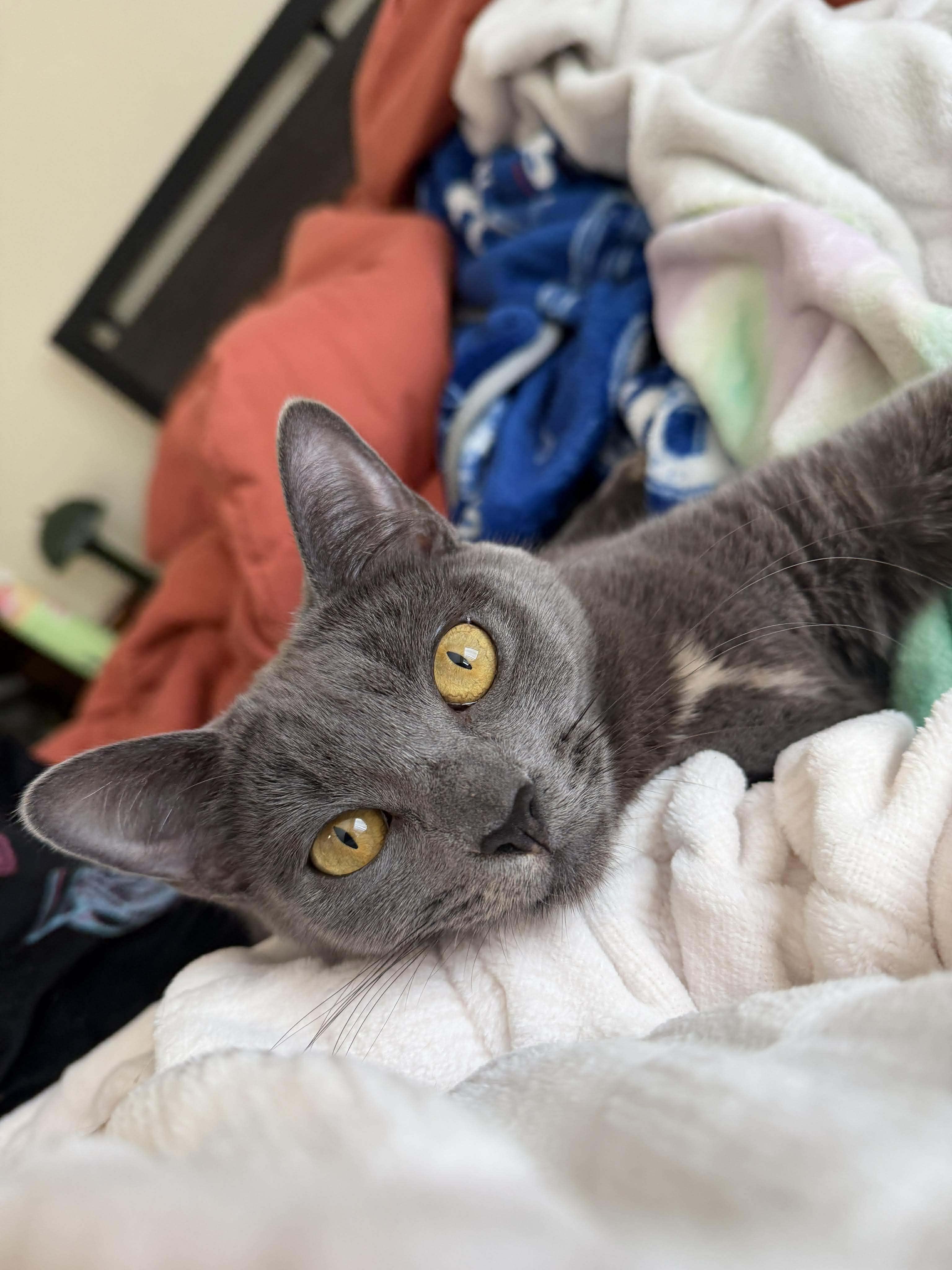 Enlarge Pebbles, a Adoptable Domestic Short Hair in Covina, CA image 3/5