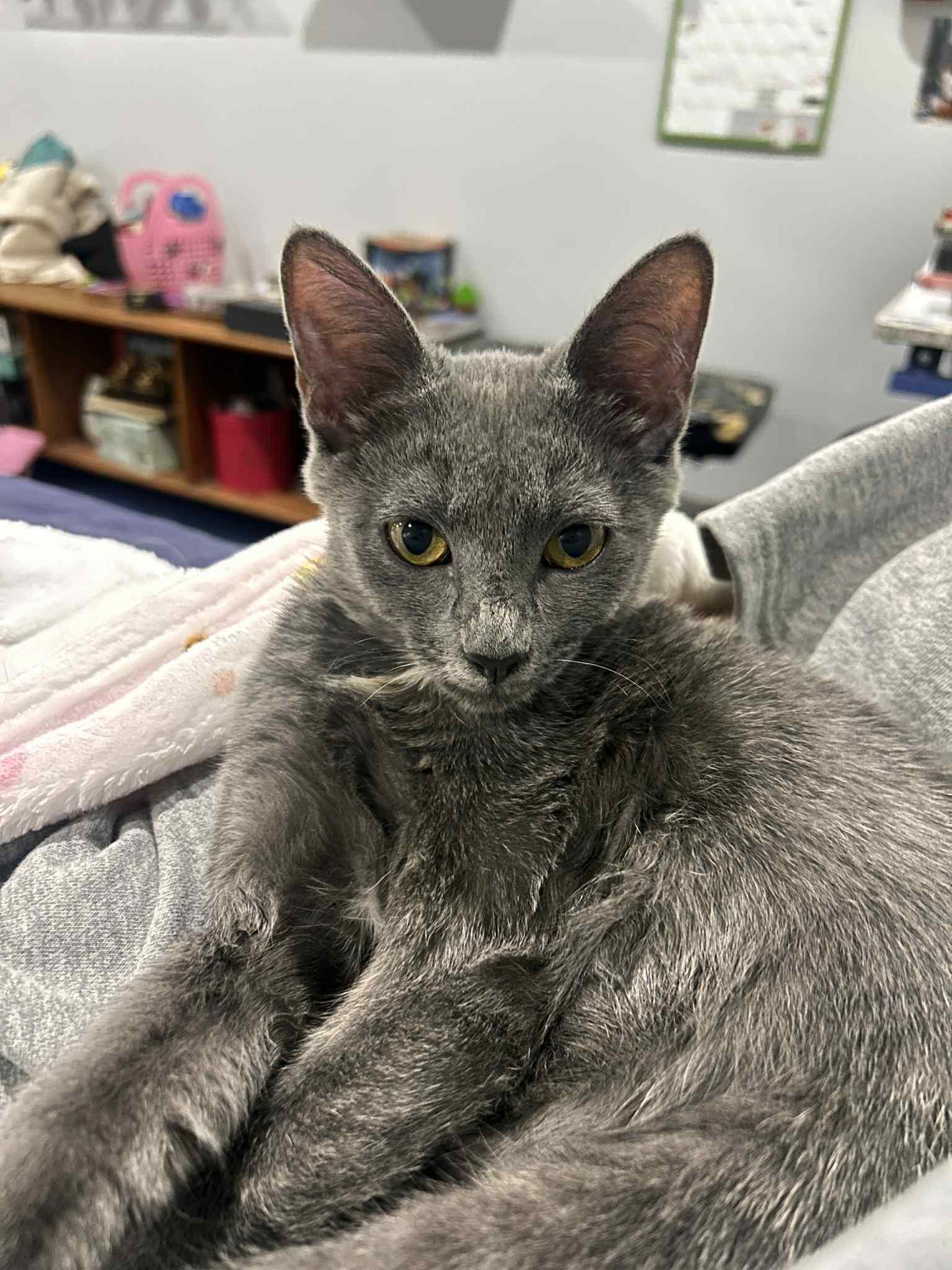 Enlarge Pebbles, a Adoptable Domestic Short Hair in Covina, CA image 3/5