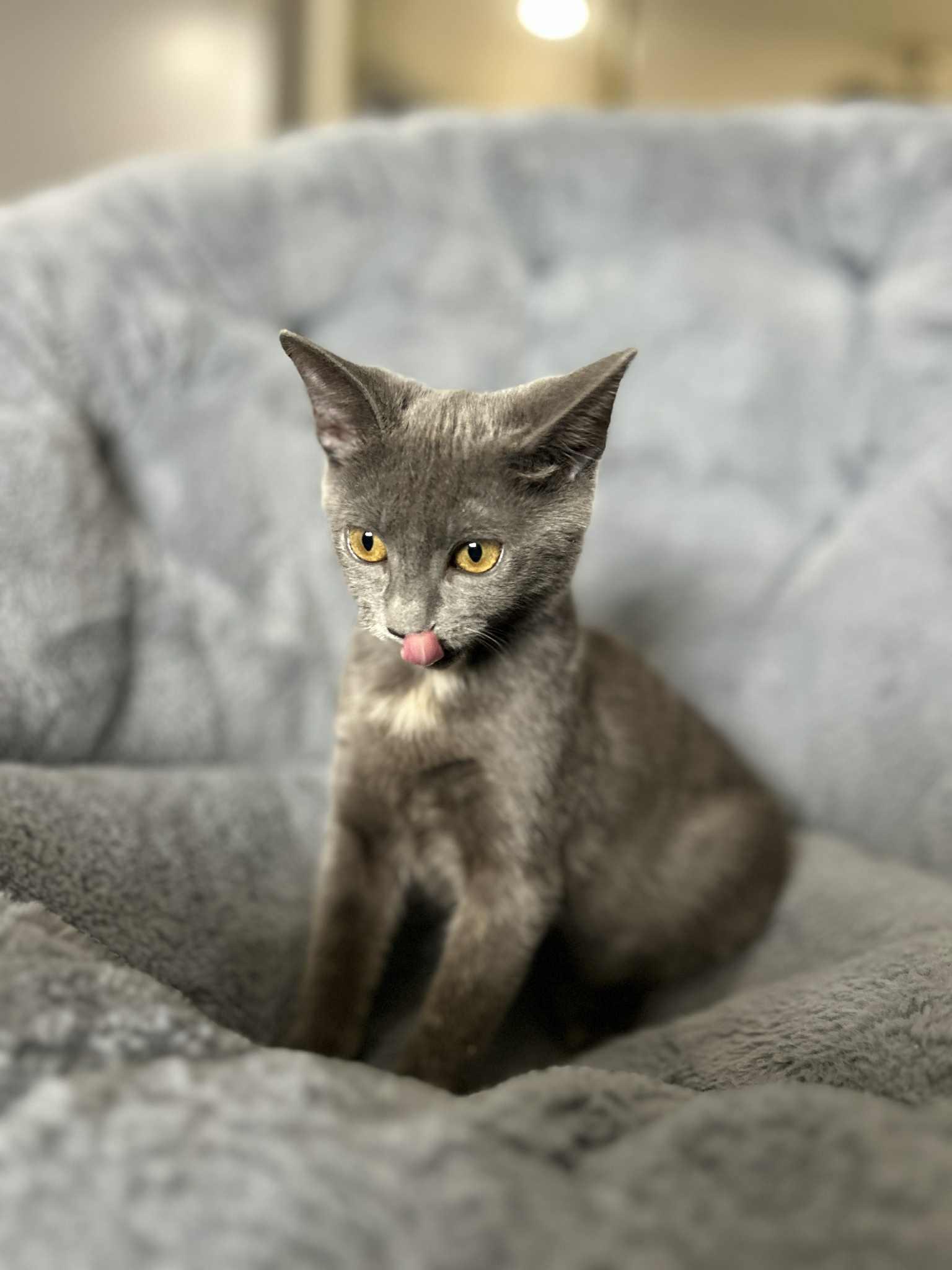 Enlarge Pebbles, a Adoptable Domestic Short Hair in Covina, CA image 4/5